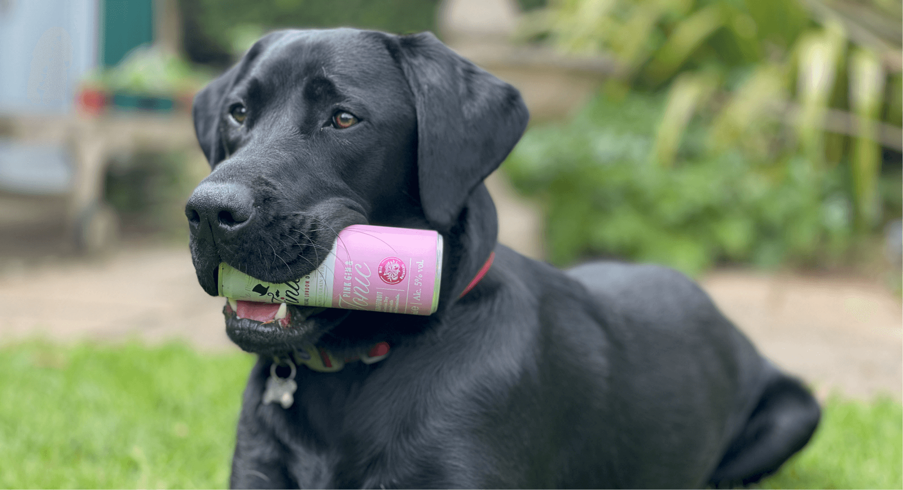 Photo of a black lab holidng a drink can in it's mouth