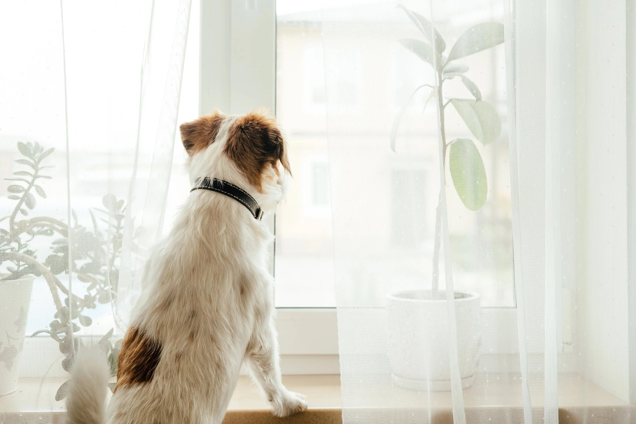 Talking Pet Behaviour - Jack Russel terrier looking out of window