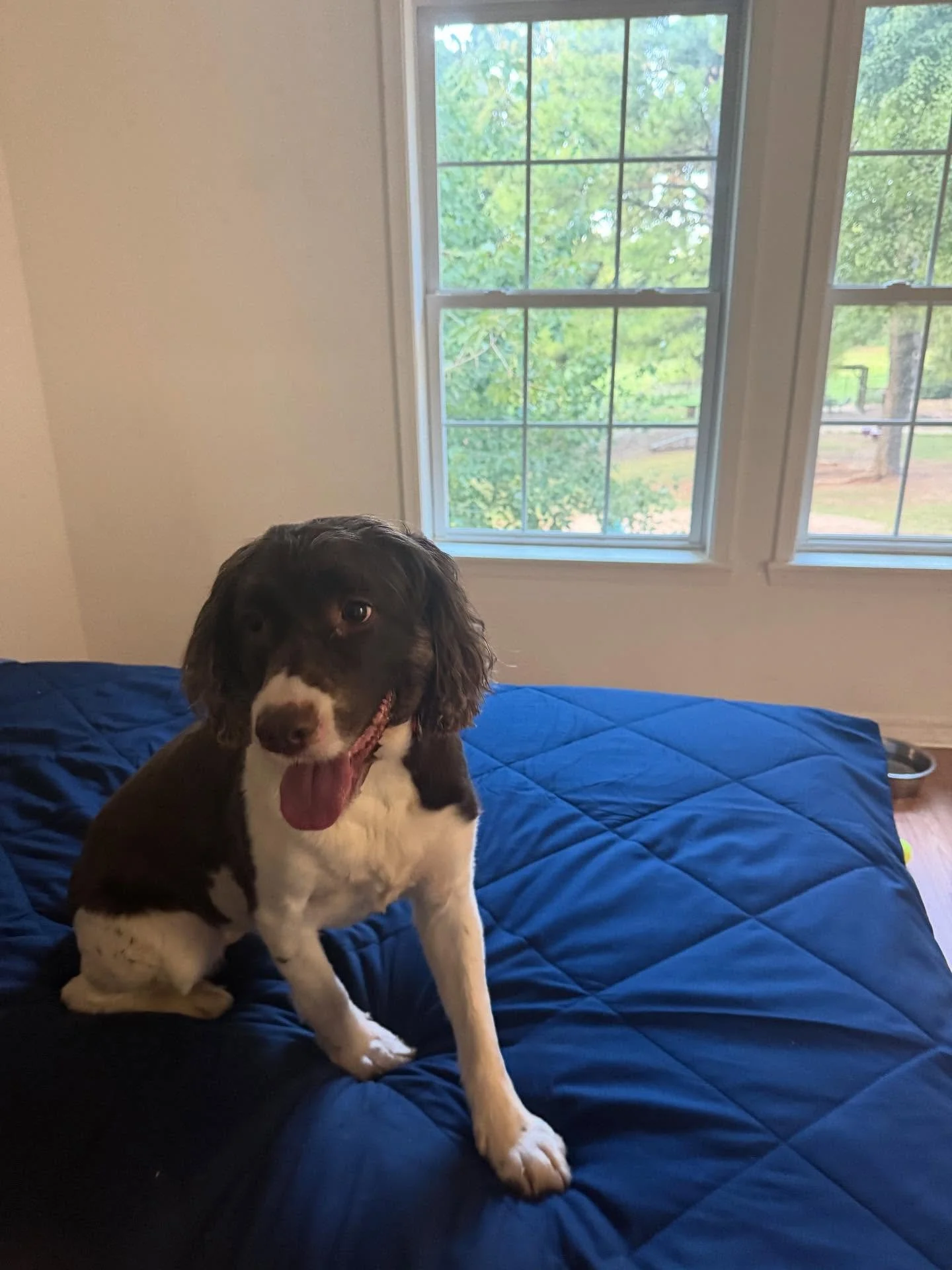 Sadie!!! The dogs and I are lucky to have Sadie here staying with us for a few nights. She loves this place and is a big believer of the brand so she gets spoiled lots 😎 I need to get some red carpet, I&rsquo;d roll it out for her every time she wal