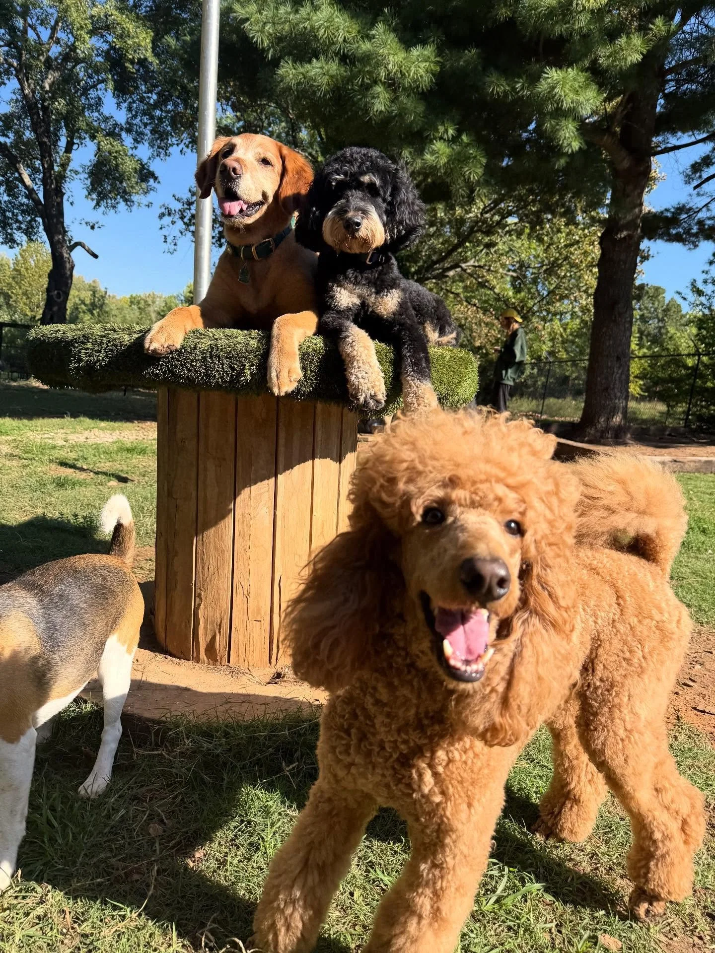 I know how to make dogs happy and get them clean - all you can really ask for, right? 😎