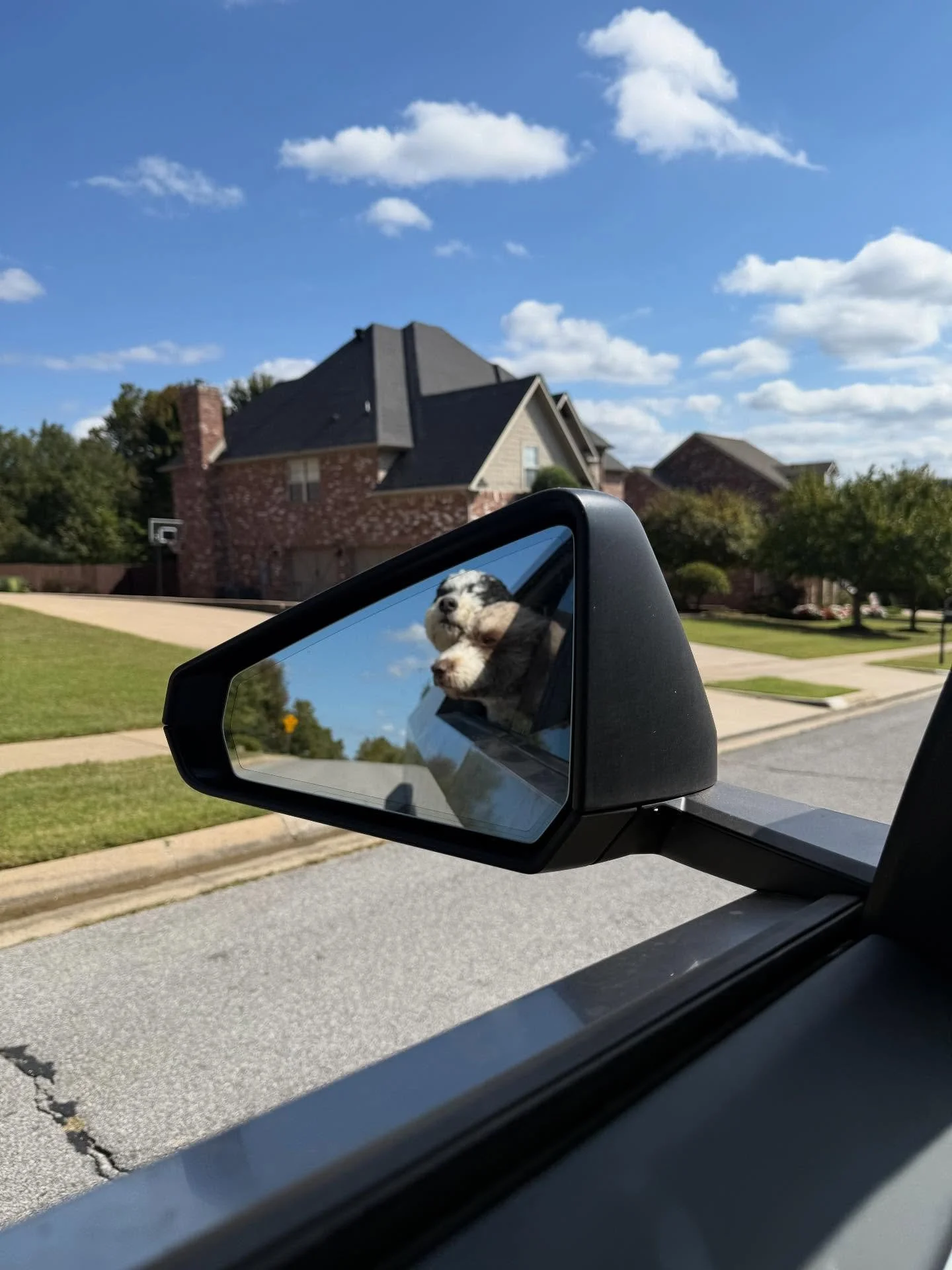 Most dog businesses end up buying a Bus and hiring a school bus driver for pickup and delivery - we think far into the future here and plan to have your dog deliver themselves back to their house with Full Self Driving, no human needed soon 😎

Molly