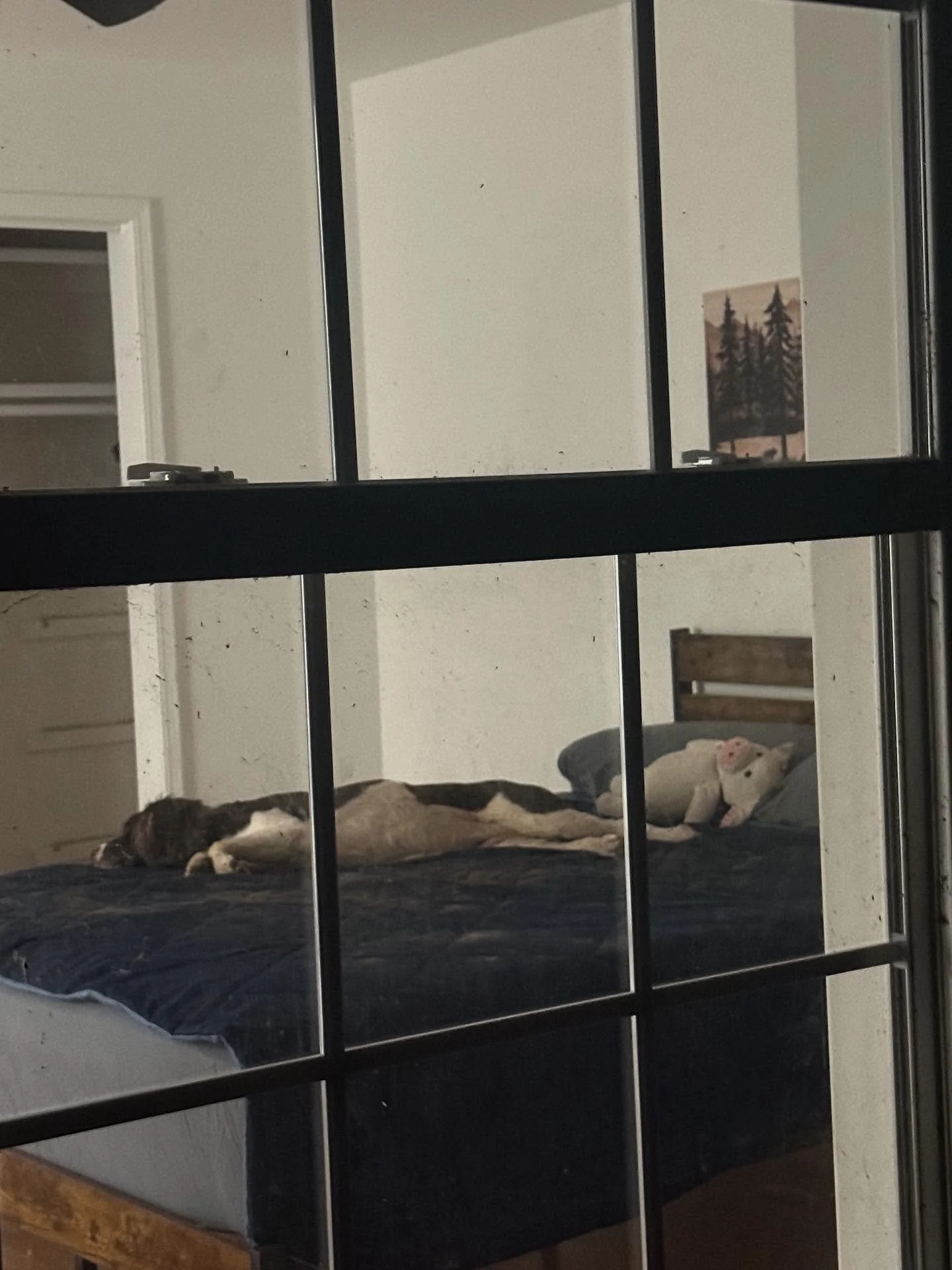 Sadie loves her queen bed and just wishes I would clean her window so she could see out with the perfect view 😉