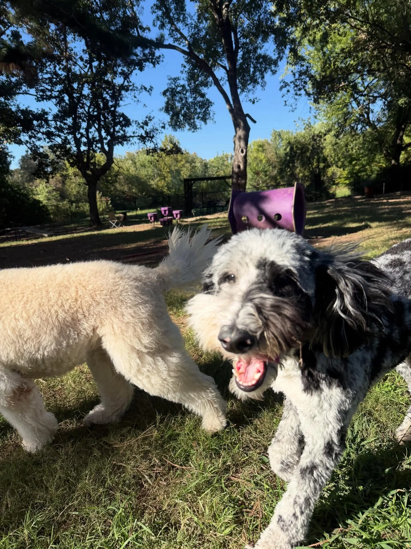 Lily &amp; Ivy! These are 2 of my fav dogs that come here -&gt; they are big lovers of FUN! They use our Hotel &amp; Spa frequently - and I&rsquo;m trying to convince their mom to try us for grooming so Ivy looks like the princess she is instead of R