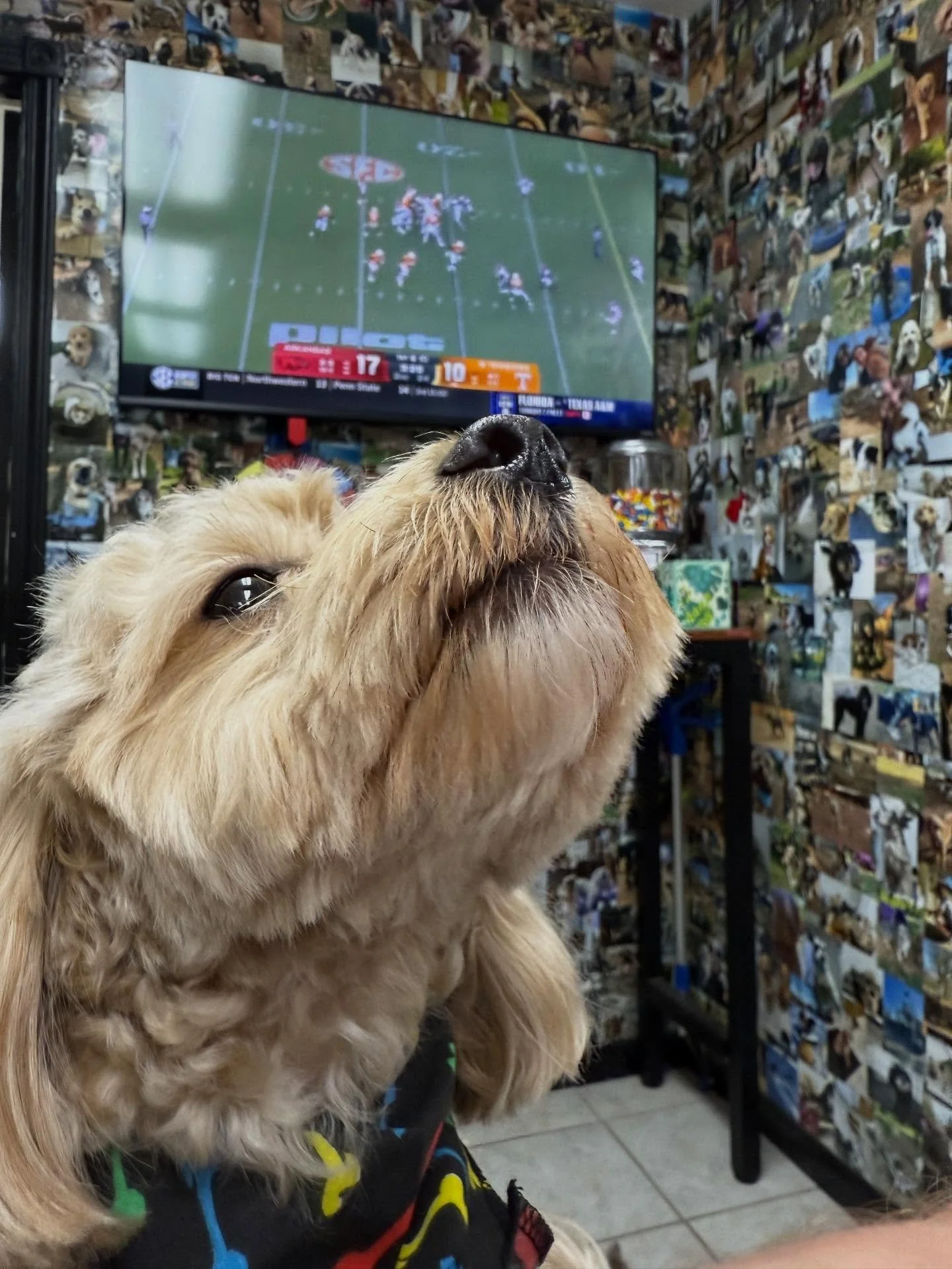 Little Max reminds me of a baby haha. He is one of the sweetest and cutest pups that frequents our Hotel &amp; Spa. He is happy he gets to watch the Hog game here (win or lose) and wants to be held all the time but pees on me every time I pick him up
