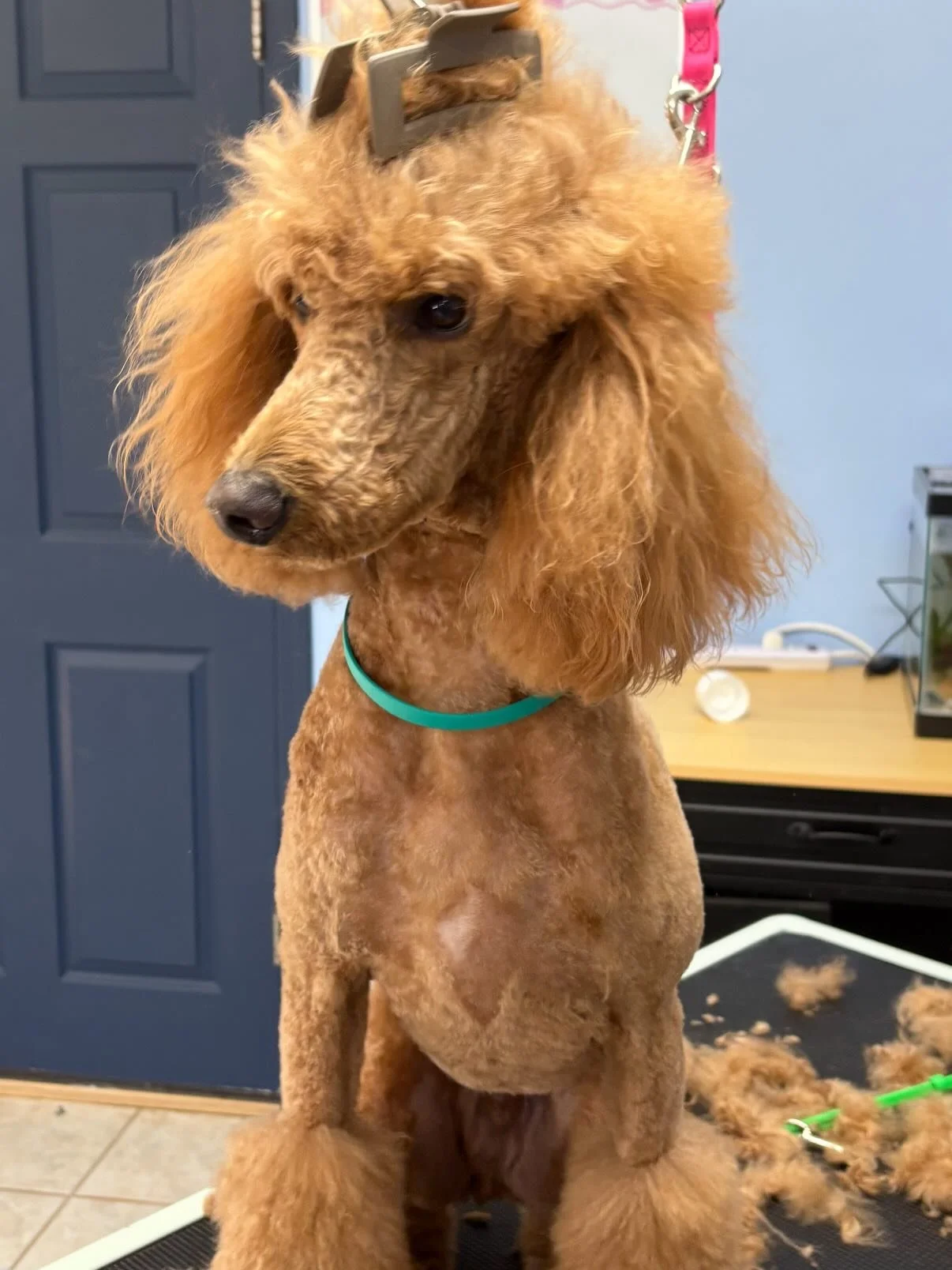 Mr. Jon is a Poodle that actually looks like a POODLE! He is a daycare regular and uses us for all his grooming needs too! We&rsquo;d love to put your dog in a breed cut 😎