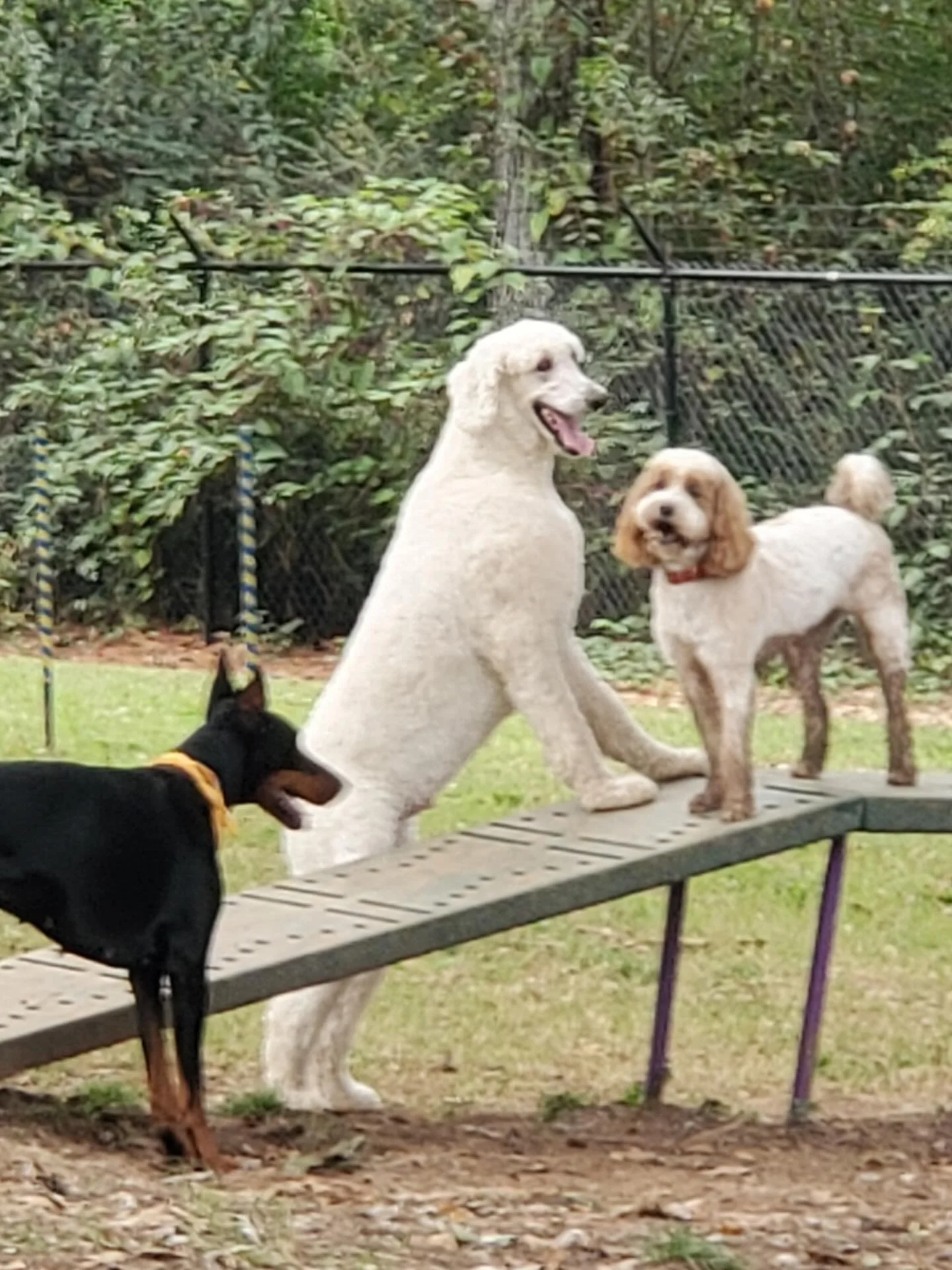 Happy Friday! We&rsquo;ve gotten so many new dogs this last month it&rsquo;s been AWESOME! Don&rsquo;t forget grooming and bath prices went up - I&rsquo;ve texted everyone, it&rsquo;s in the lobby, on our website too -&gt; I try to be as transparent 