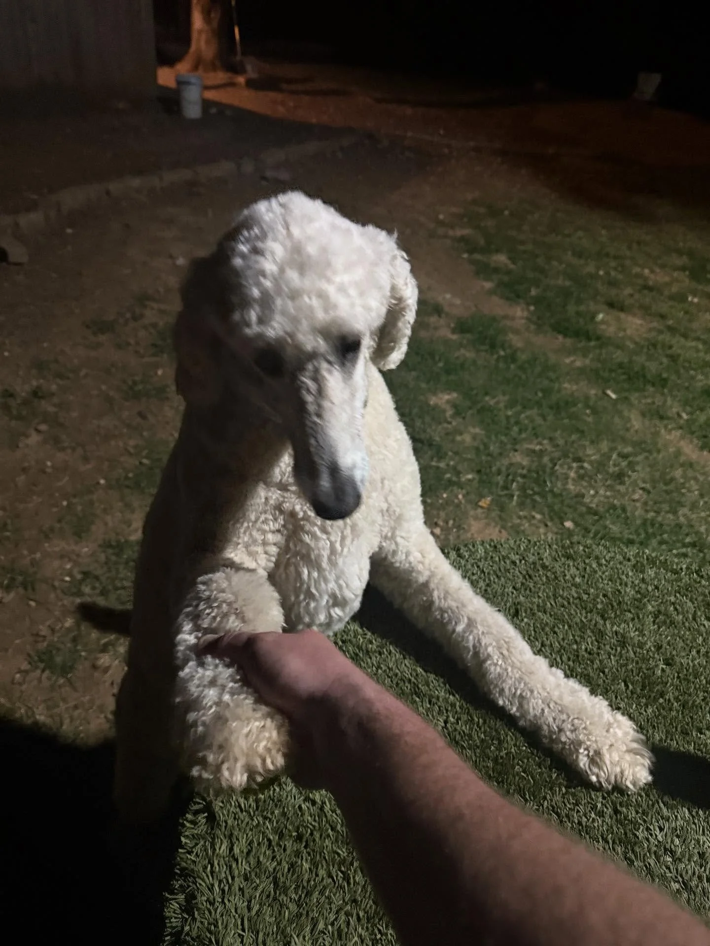 Meet Kodi with a K! He&rsquo;s been coming here ever since he was a puppy so I&rsquo;ve really known him his whole life which is cool to think about. 

He is also a triple crown 🐎 👑 dog, meaning he comes for Spa Days, Play Days, &amp; Hotel Stays -