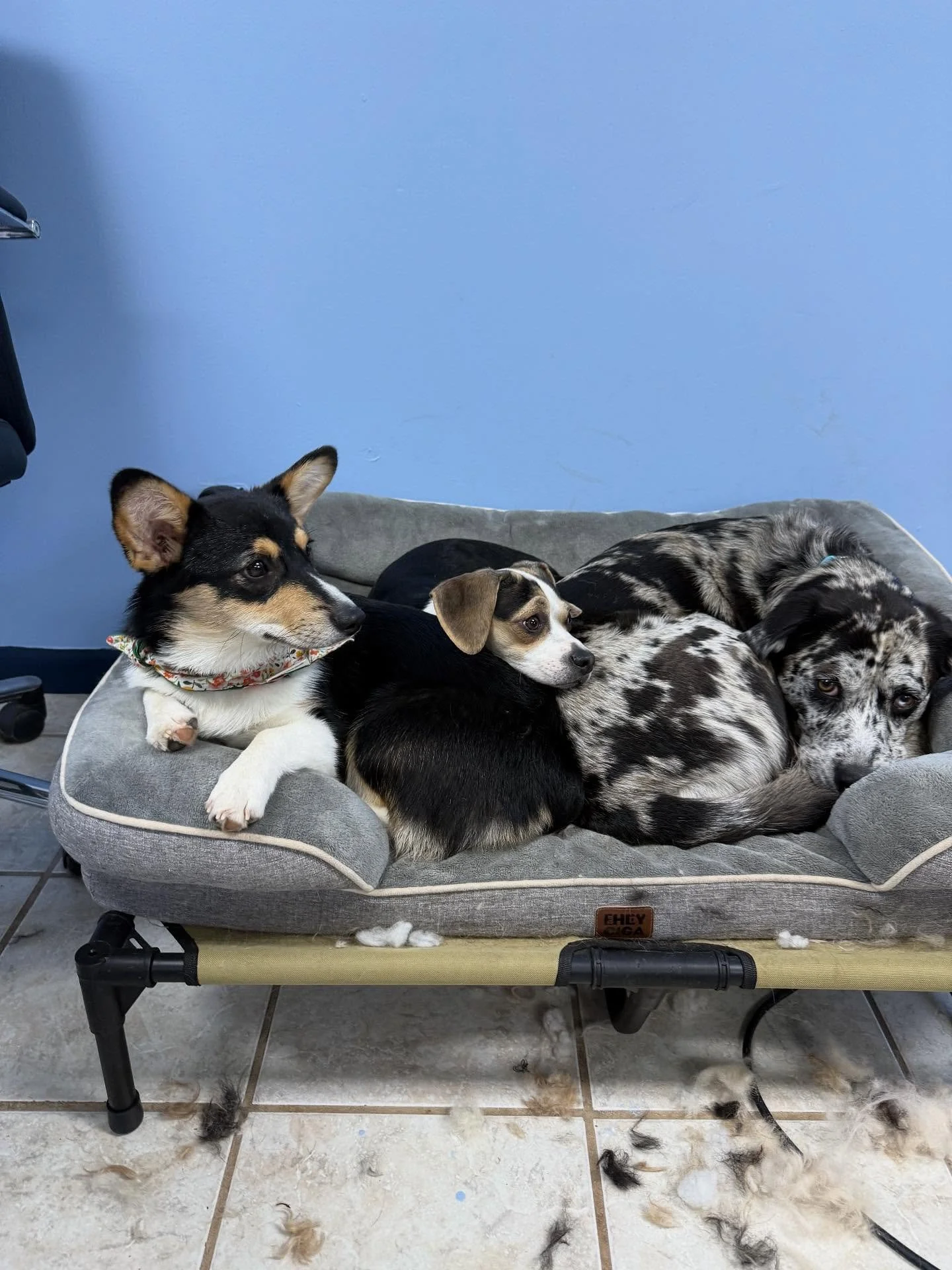 Poot loves when Bailey &amp; Alaska make her the best pillow - look at these dogs watching their friends getting haircuts in our Groom Room! ❤️

Here&rsquo;s 20 pics I&rsquo;ve taken this week - I&rsquo;ll get back in the groove of posting - the dogs