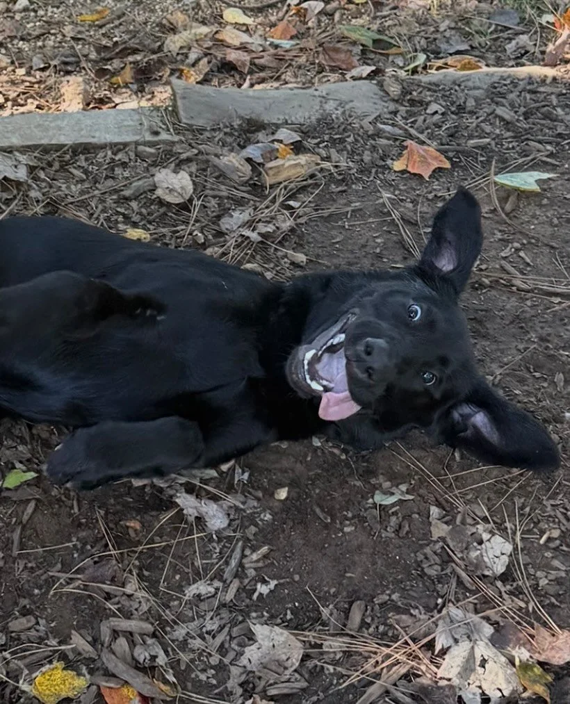 TGIF! I just wanna be Juice in my next life - it&rsquo;s Friday all the time for him it seems 😂😂

Expecting lots of rain this weekend which we need - dogs will have a great time I&rsquo;m sure haha. Lots of new dogs and fun this week - a lighter ho