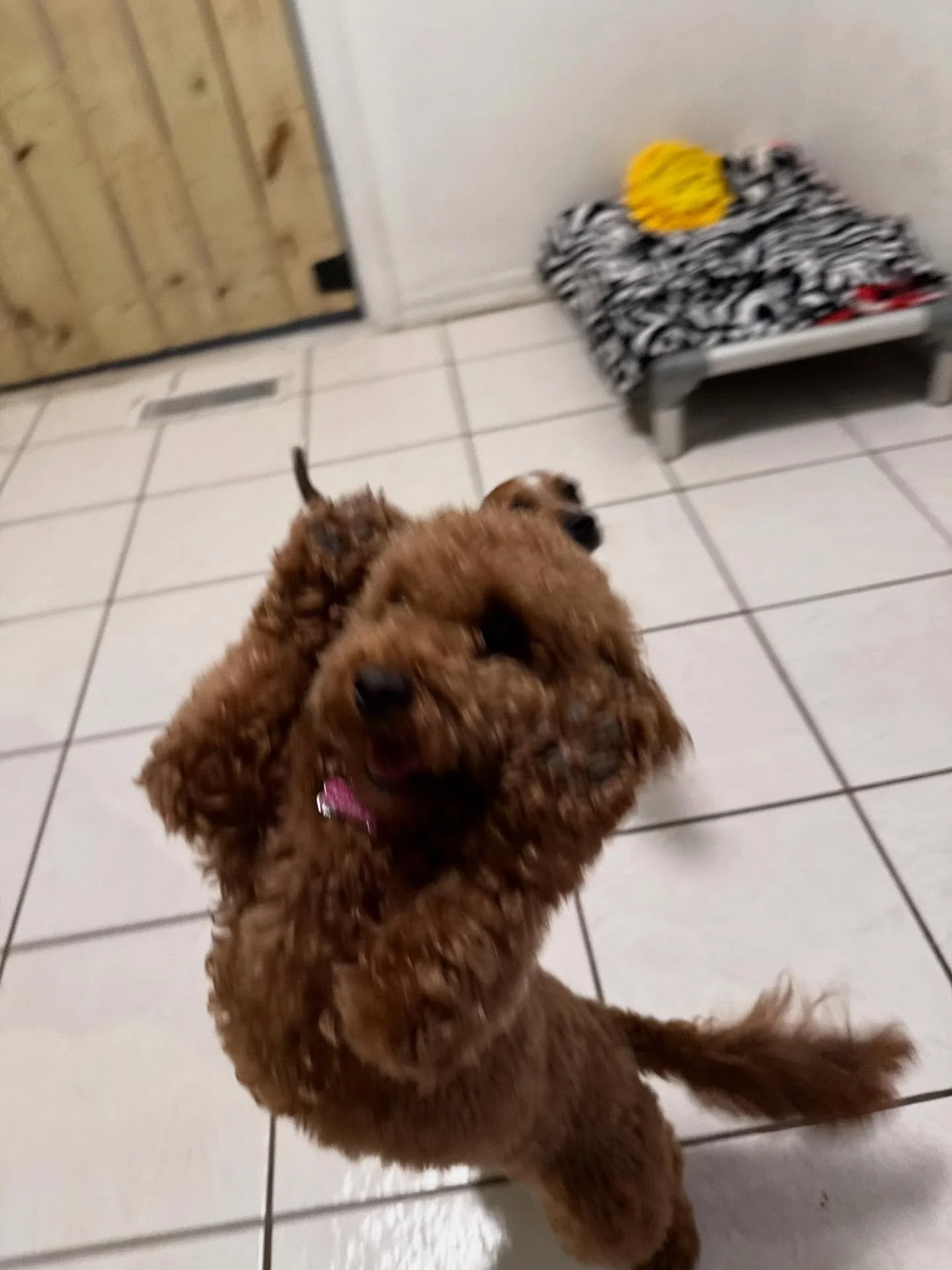 Goldie! She loves to dance and so does her sister Bella, too 😎

LuLu smells so good after her bath.

Chili sleeping? #Odd