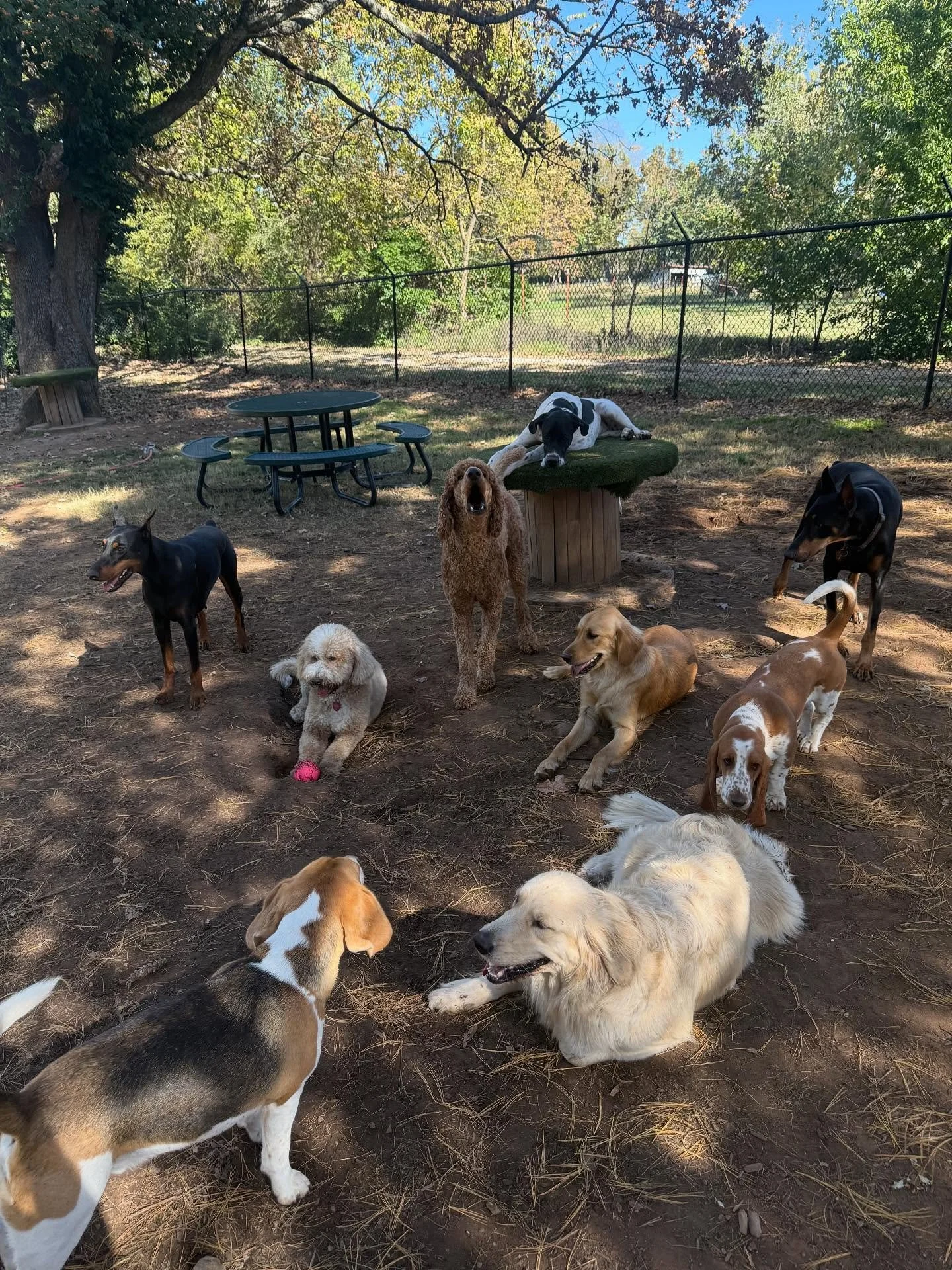 Perfect weather to be a Dog @ Rover Oaks Pet Resort 😎