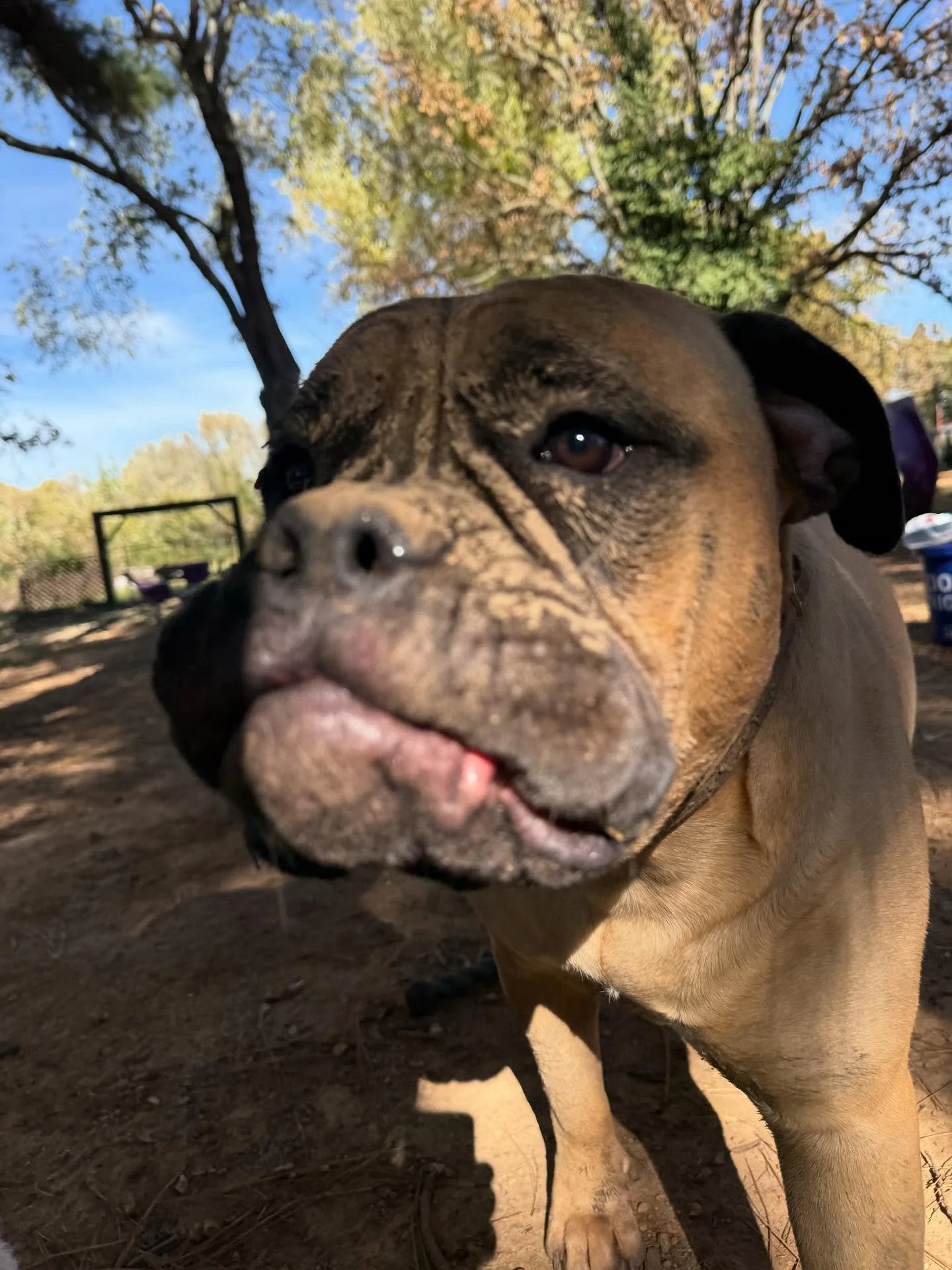 Poppy has too much fun - she gave herself mud face paint.

Lots of small dogs at daycare! They love me 😂

Great day to be a Dog OUTSIDE @ Rover Oaks - it&rsquo;s gonna be cold soon &hellip; let&rsquo;s enjoy these last few warm days while they are h