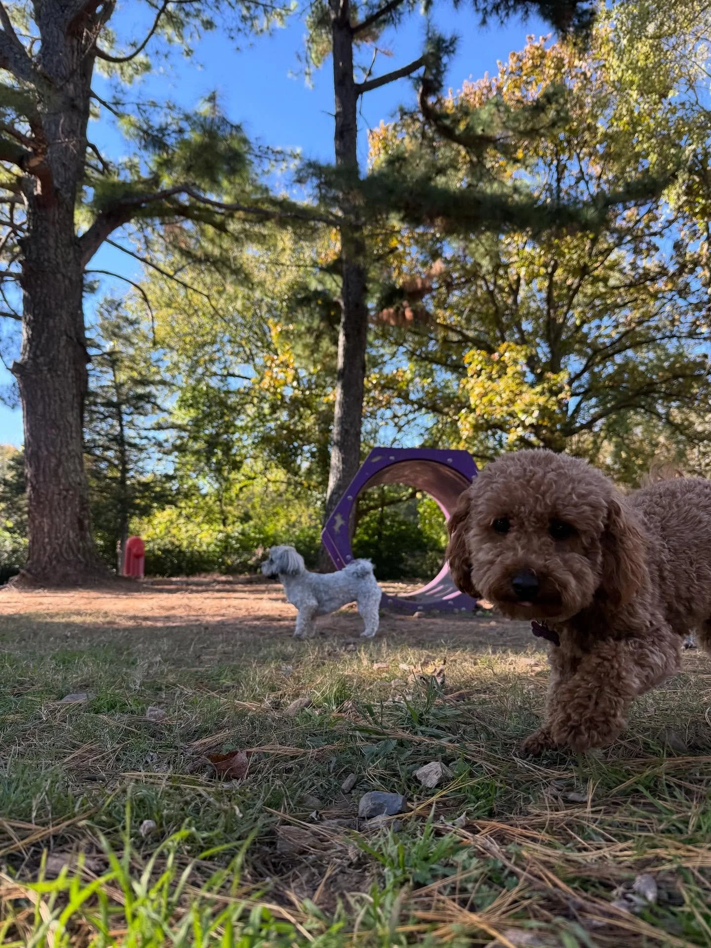 Here&rsquo;s some good small dog pics in the big yard - we cycle the groups of dogs thru the Dog House, the yards, really all over -&gt; everyone gets a turn! 

I&rsquo;ll find some good videos and post them soon, actually writing the Rover Report wi