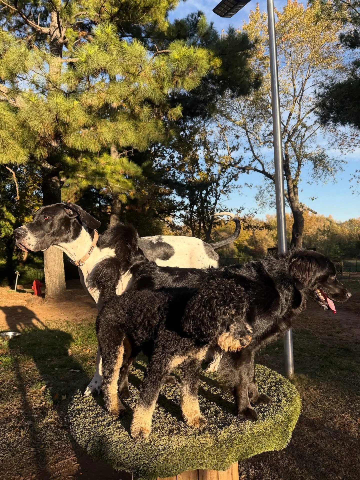 Gonna be a great fun day today - your dog won&rsquo;t want to miss out 😎