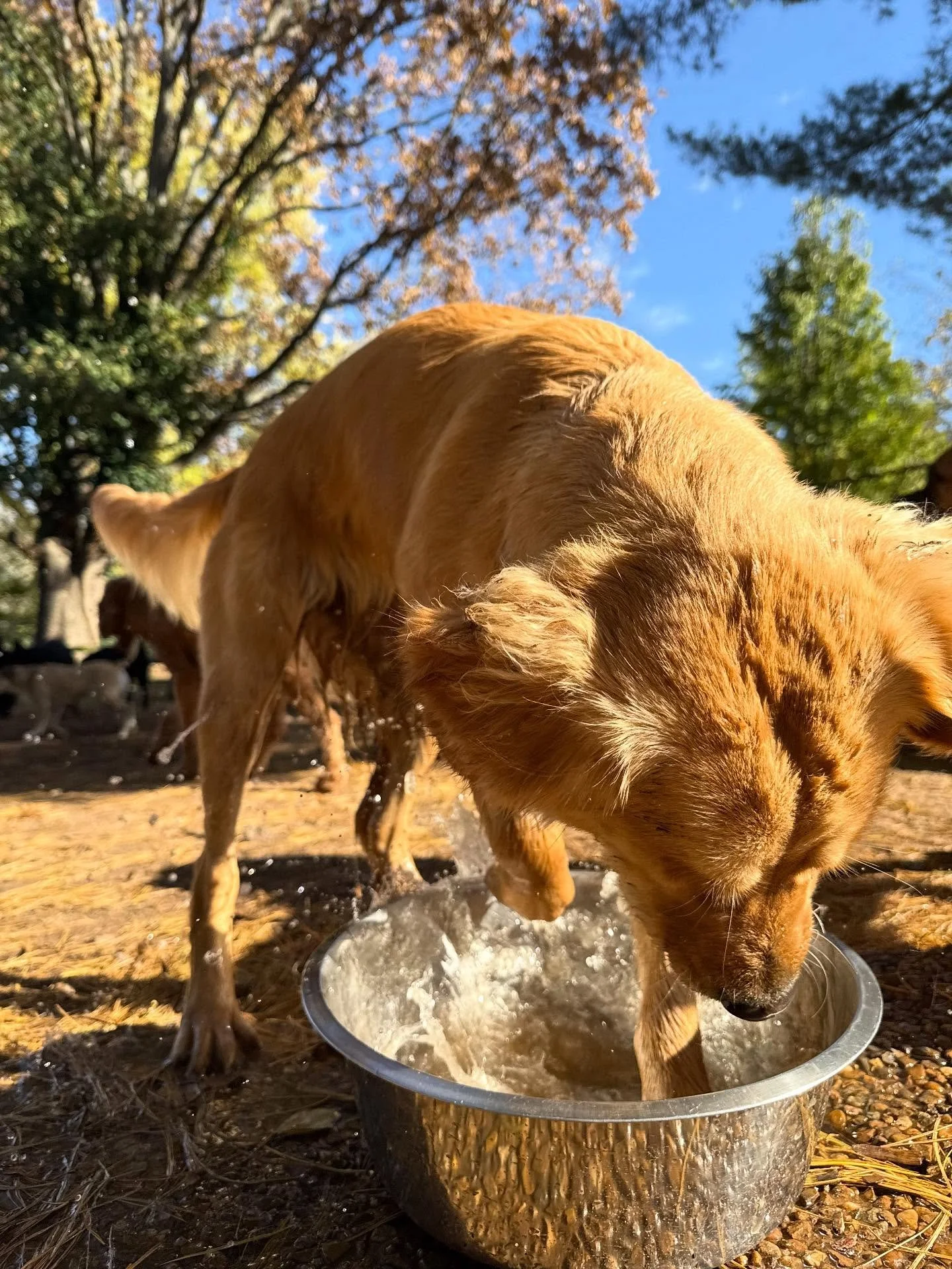 What a nice day to be outside ALL DAY LONG! 

Mabel won&rsquo;t let us keep a water bowl clean.

Juice is here to make everyone have some fun 😂