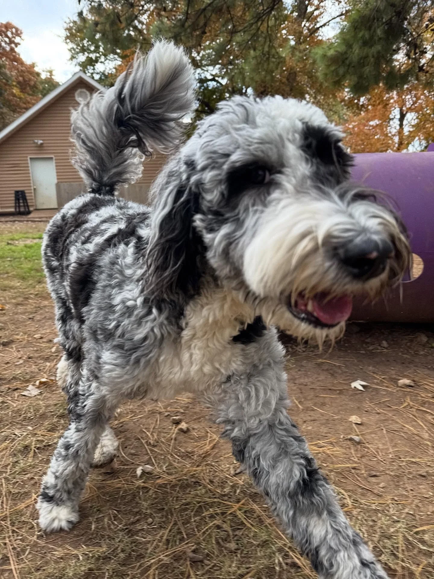 Ivy &amp; Lilly!!! They are here for baths today but we took them to daycare first to run some energy out 😎 well they also ran to the daycare gate to play so I couldn&rsquo;t help myself and had to take them there

Nina &amp; Mabel are best friends
