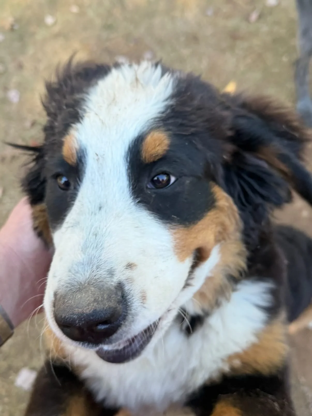 Avon is the cutest Bear that I&rsquo;ve ever seen