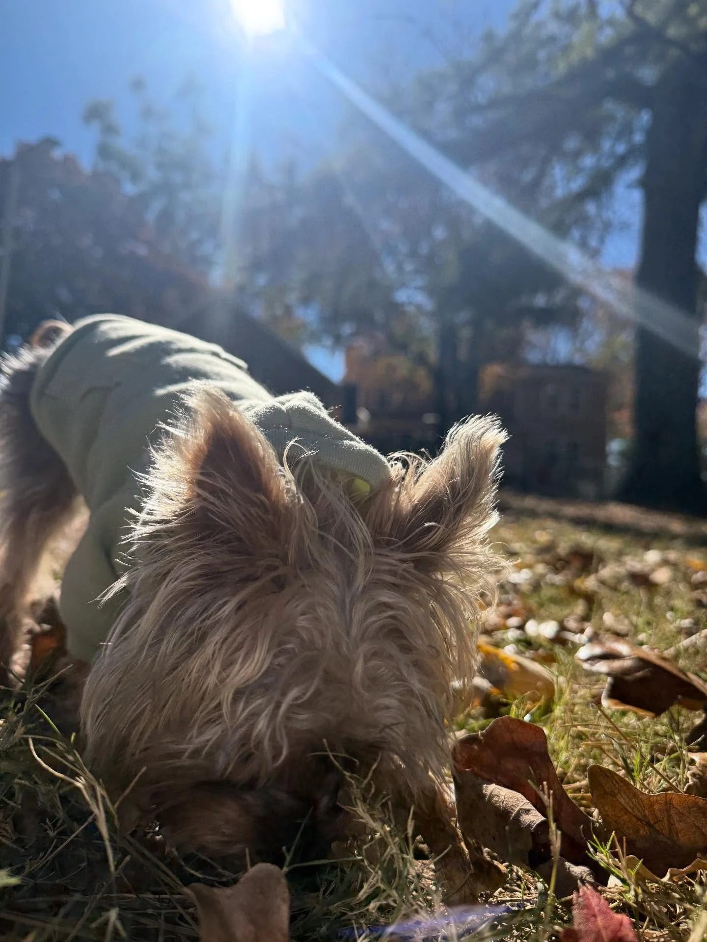 Meet Sir Digby / our newest daycare dog and our smallest for sure! He is a 7 month old tea cup Yorkie - and is the cutest thing 

Chili refuses to stay clean 😂