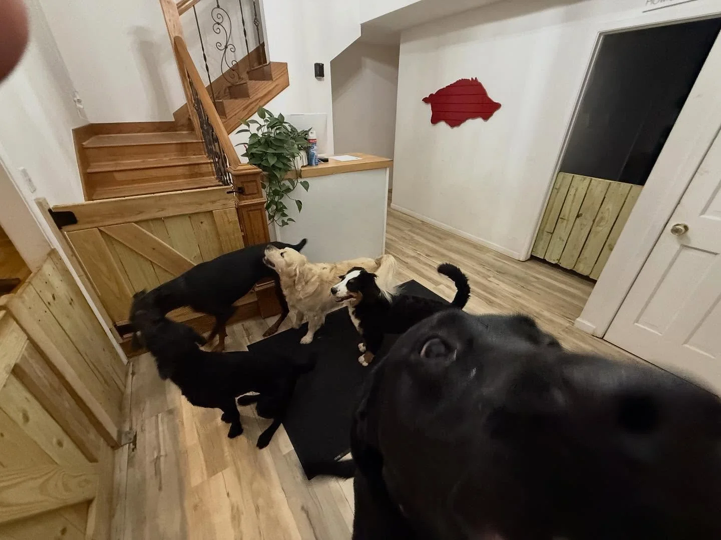 The Dogs &amp; Puppies wanted to go out and Play &amp; Pee @ 1am this morning - so that&rsquo;s what we did. 

Tucker &amp; Avon love to play with each other -&gt; they are my favorites right now. I think Bear is rubbing off on Juice teaching him how