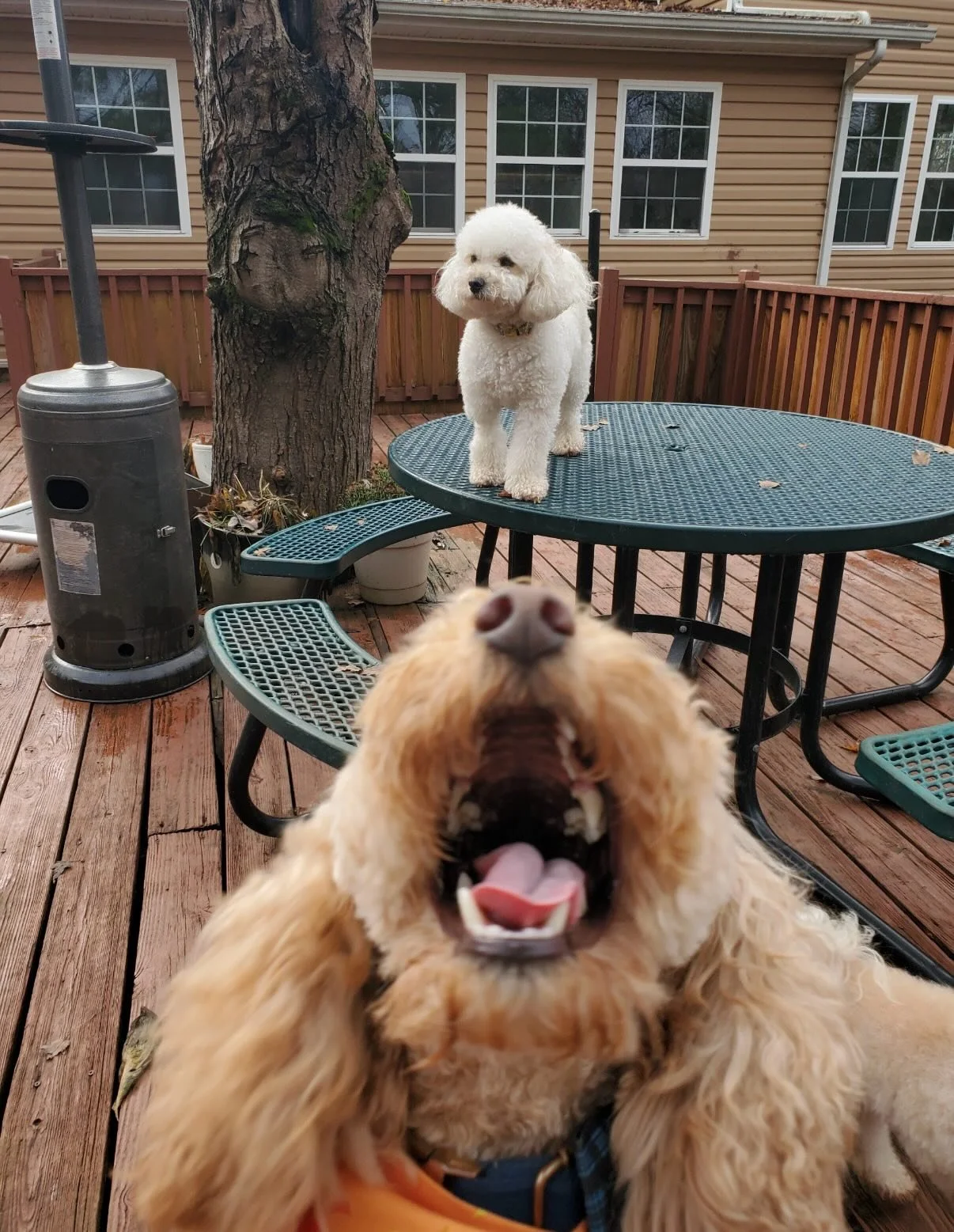 Lots of FUN today and even more tonight and tomorrow 😎 I&rsquo;m gonna dig thru the Christmas stuff back here later 😉

Besides 1 or 2 new dogs - all the dogs have been here before and basically know one another and how we do things - making it WAY 