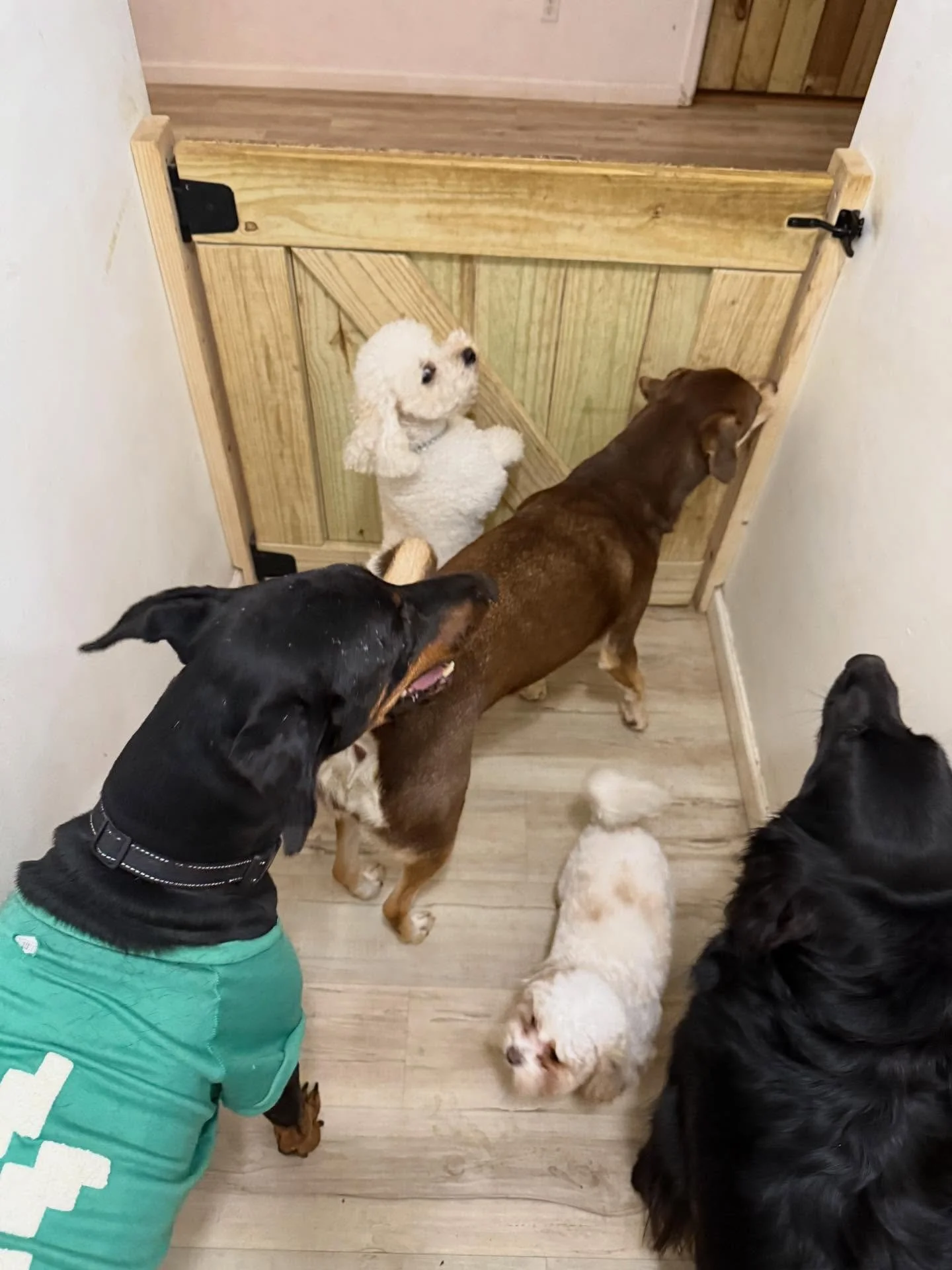 Happy Thanksgiving! We are Thankful For You and Your Pets - thanks for sharing them with us and trusting us with them -> and paying to do it too 😛

They are our friends and have become our pets too &hellip; especially when they are here having a 