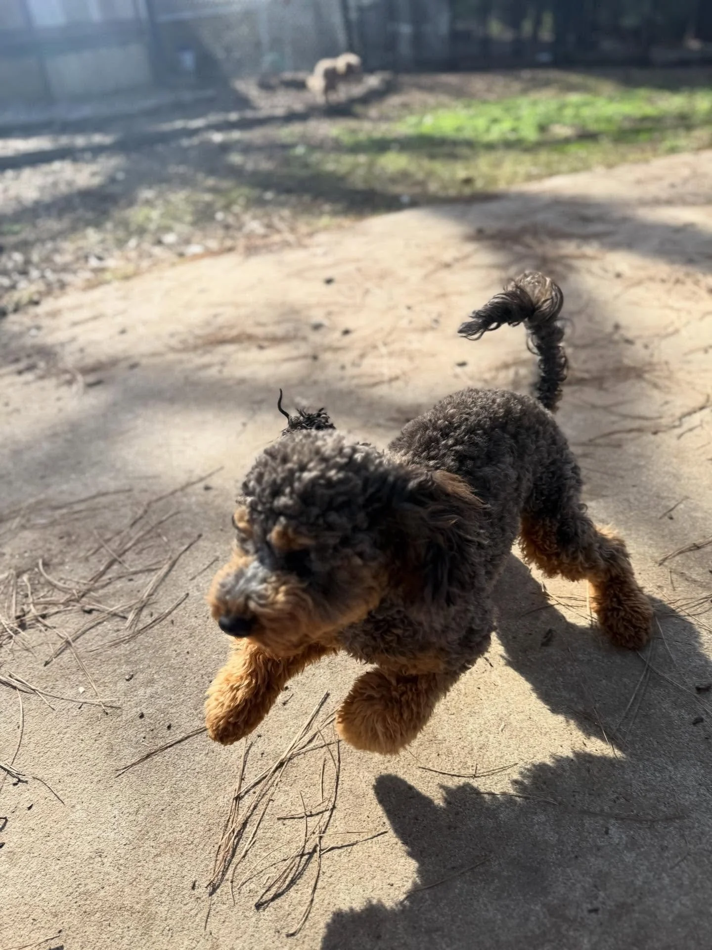 It&rsquo;s very fun having 10 small dogs fight over u when u lay down in the yard with them 😂🤣