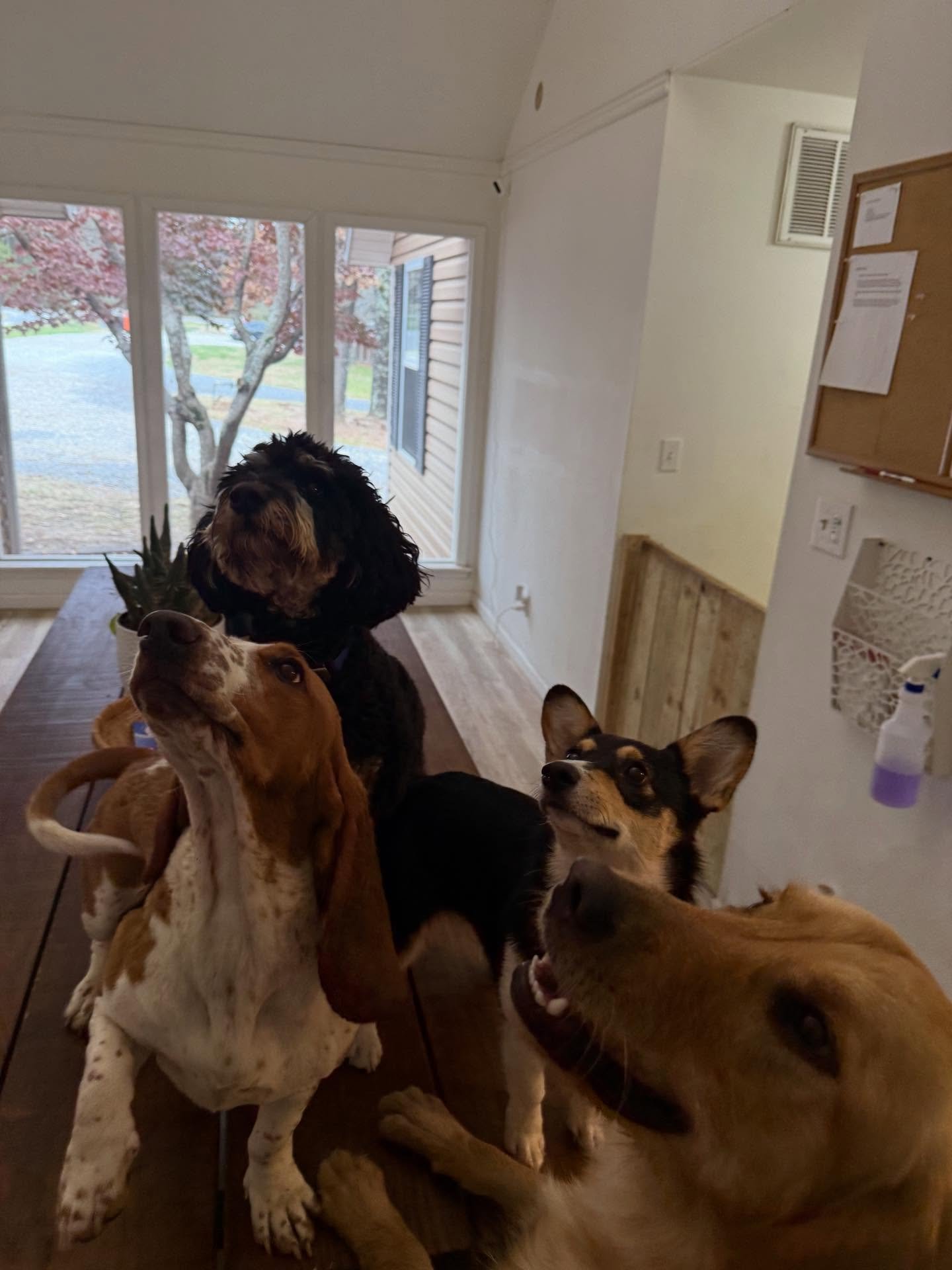 The Kids are enjoying their new table in THE DOG HOUSE -> just another place to Parkour 🤣😂🤣 #ChiliTheAcrobat

PS - I can&rsquo;t wait to set the table for Christmas dinner and take the cutest pic of 8 dogs at it eating 😎