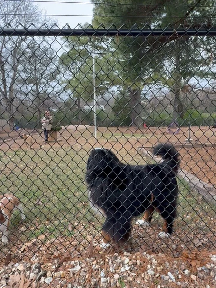 Annnnnnnnd theyyyyyyre OFFFFF!

Will Chili Dog bring home the trophy on her mom&rsquo;s bday? #lol 😂

Congratulations to all of our racers! Thank you for your attention to this matter. 

#RoverOaksFay #DogsDogsDogs