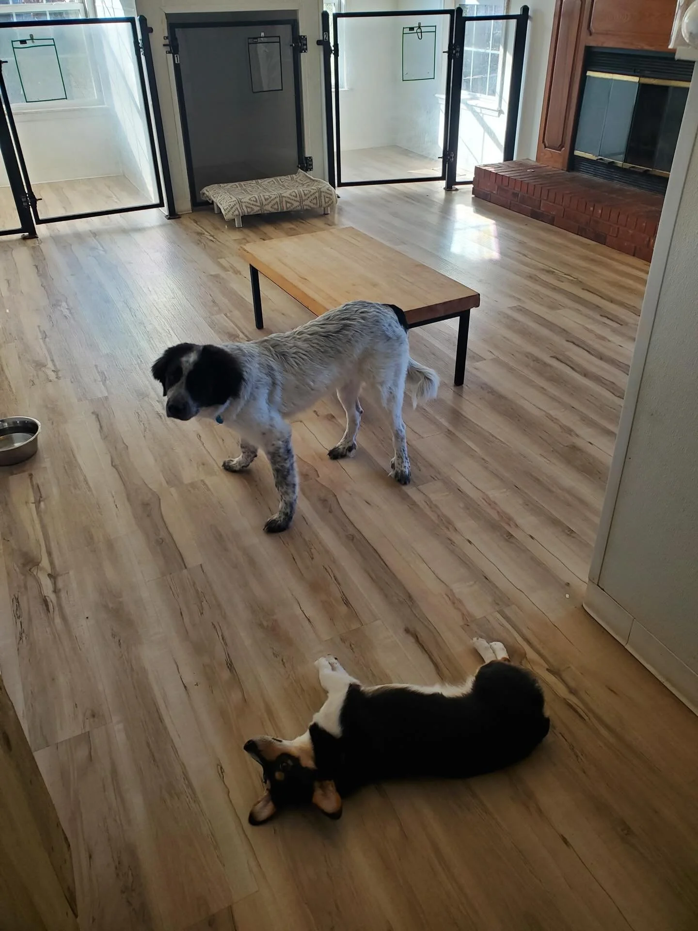 Meet Layla aka Baby YoYo! 

She came for her first day of daycare and had a great time after getting settled in. Thanks Bailey for showing her the ropes and being such a good friend! Enjoy a few other pics as well

Lots going on this week - I think S