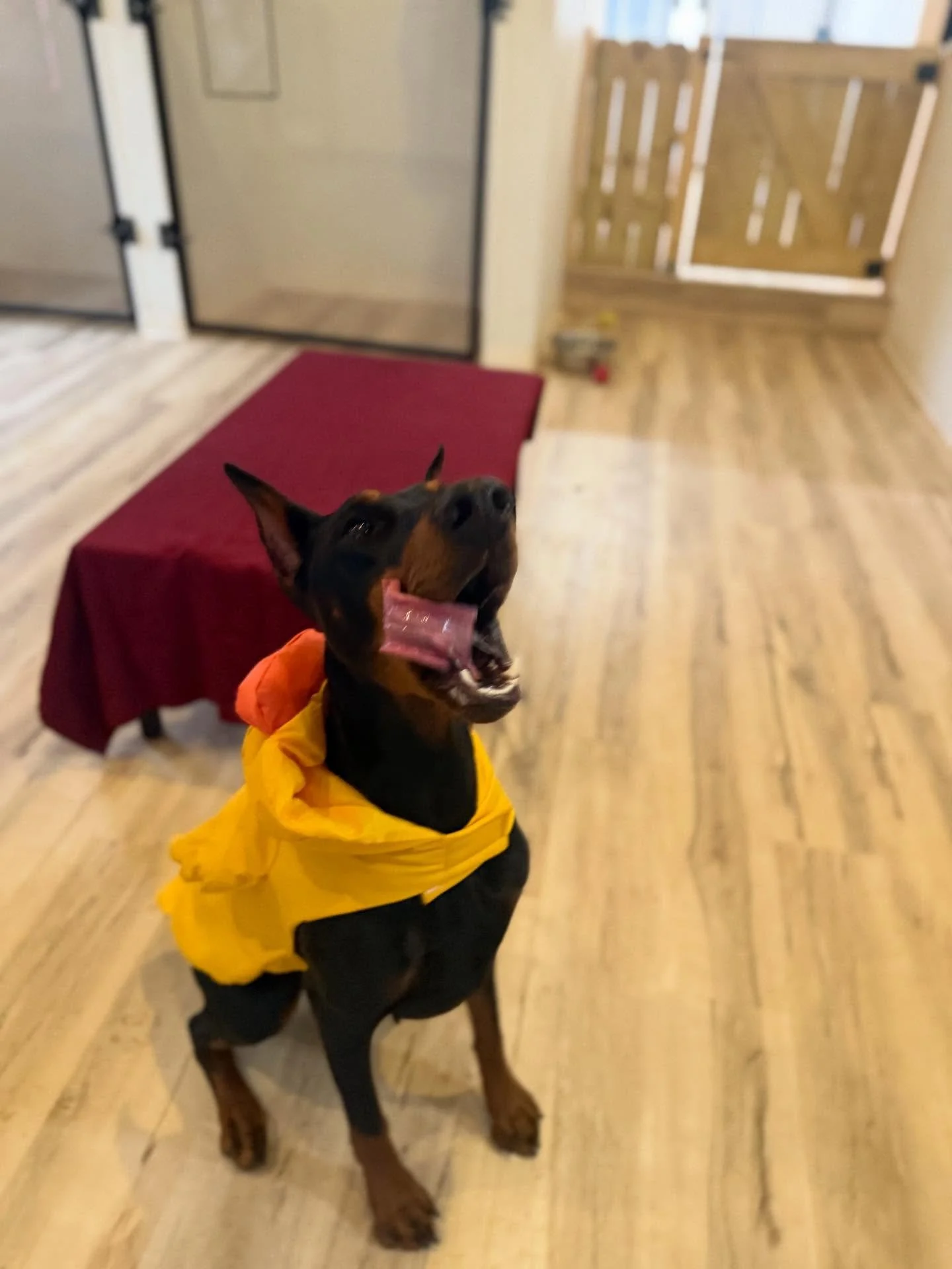 (Crazy) COCO! She comes in a different coat every morning and I&rsquo;m here for it 🤣

Rubber Duck today - when she wears her New York fur again I&rsquo;ll post it!!!
