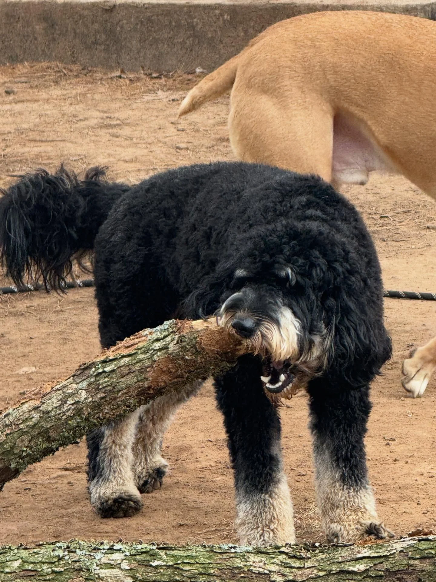 Enjoy these 20 pics of Gus -> he is the sweetest boy in the world. And he didn&rsquo;t get my coffee I swear 🤣 goes right for it every time tho lol

Gus loves us &hellip; your pup will too!