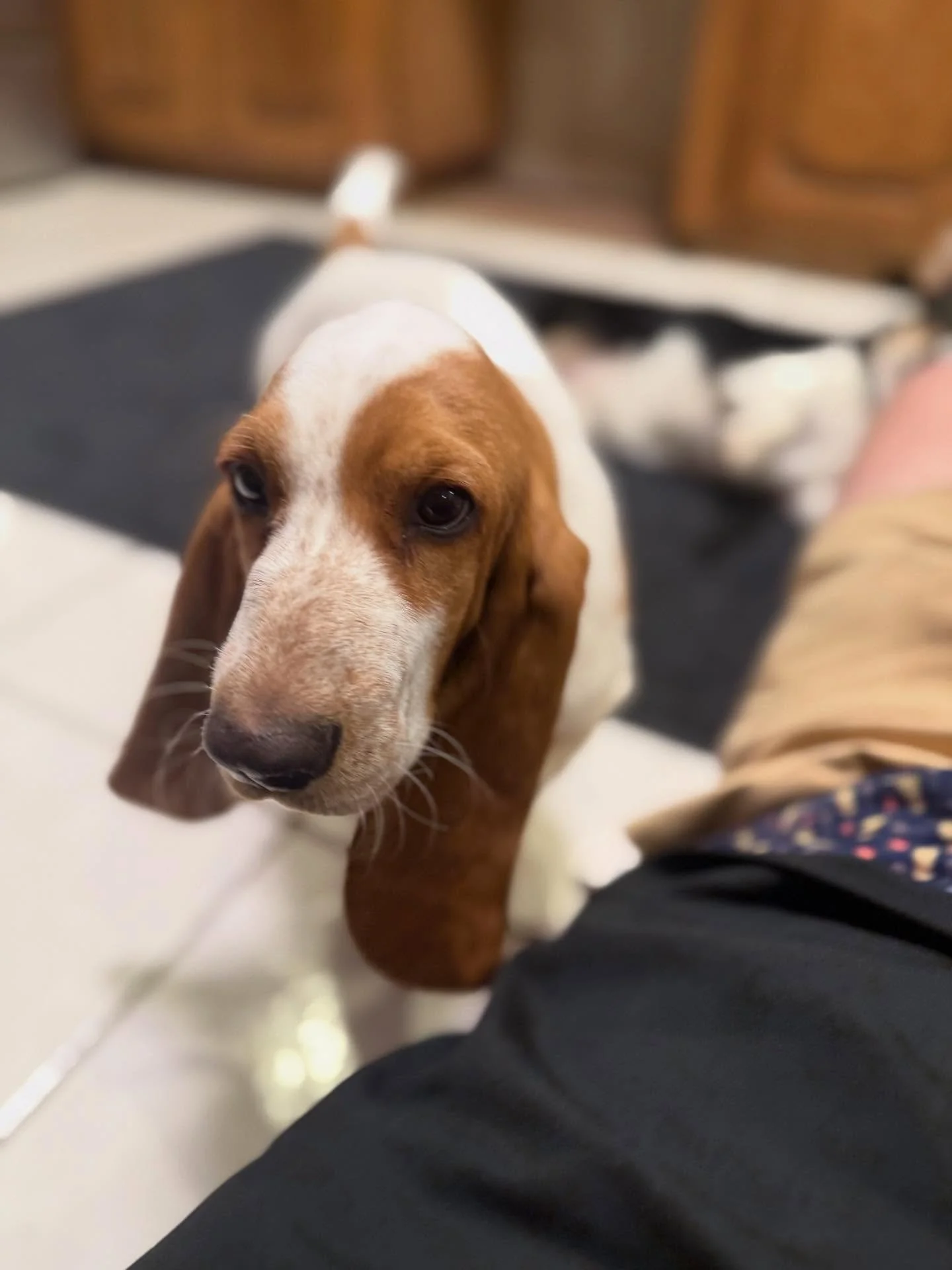 Meet Ellie! Our newest Puppy and the 3rd Basset Hound to frequent Rover Oaks after Walter &amp; Chili Dog - and she&rsquo;s Theo&rsquo;s sister!

We have Bailey &amp; Winston with her today while she gets used to the place - Theo already forgot about