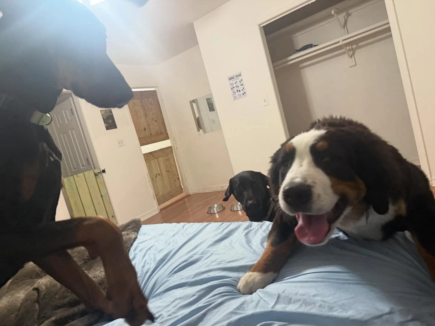 Some late night shenanigans 😎 I lold when Saks jumped on the table 🤣

The dogs wanted to have a campfire and stay up late tonight watching tv - they are protesting the nfl tho due to me working all day and forgetting to put in my confidence picks ?