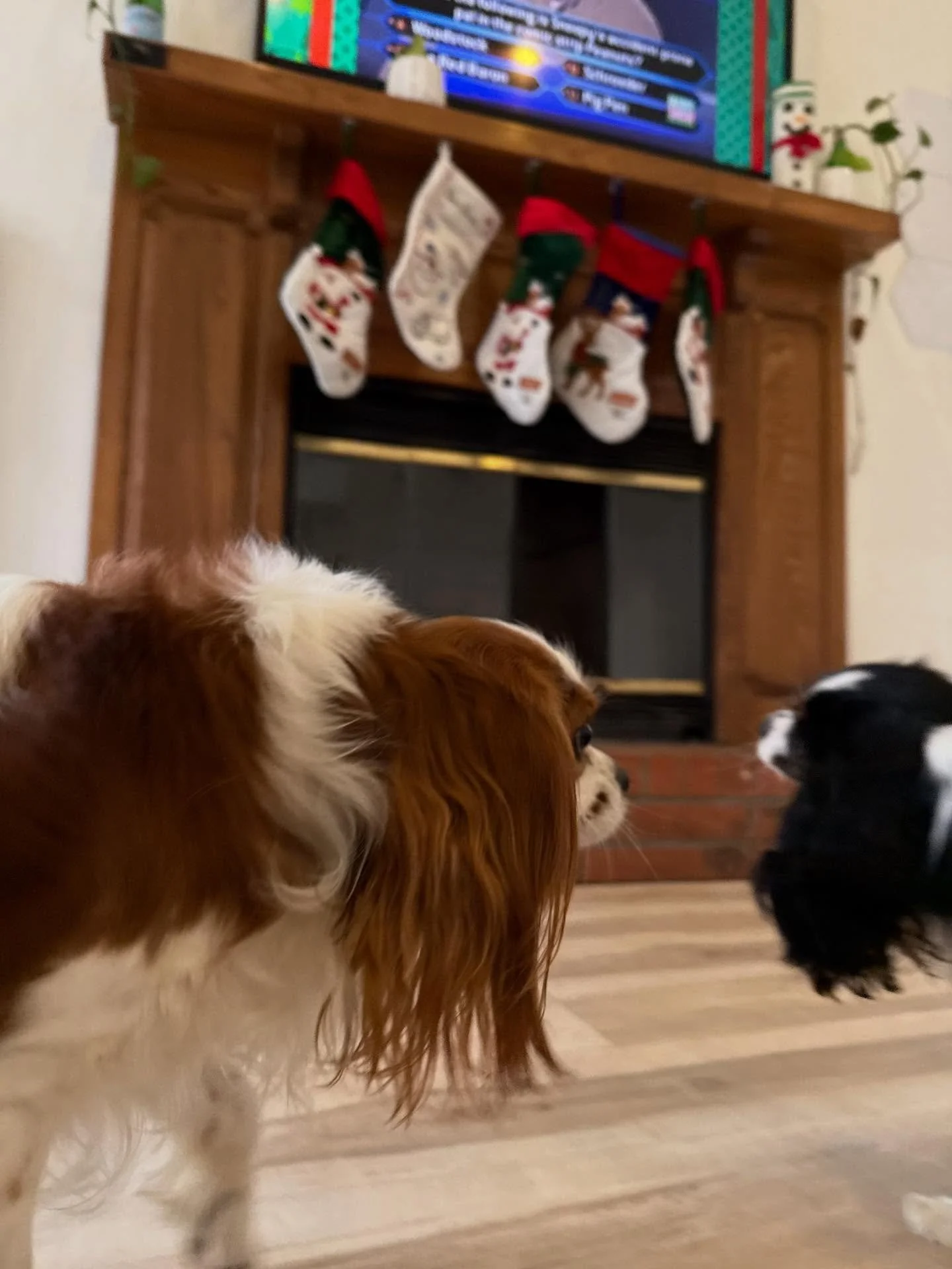 What a good place to be a dog 😎