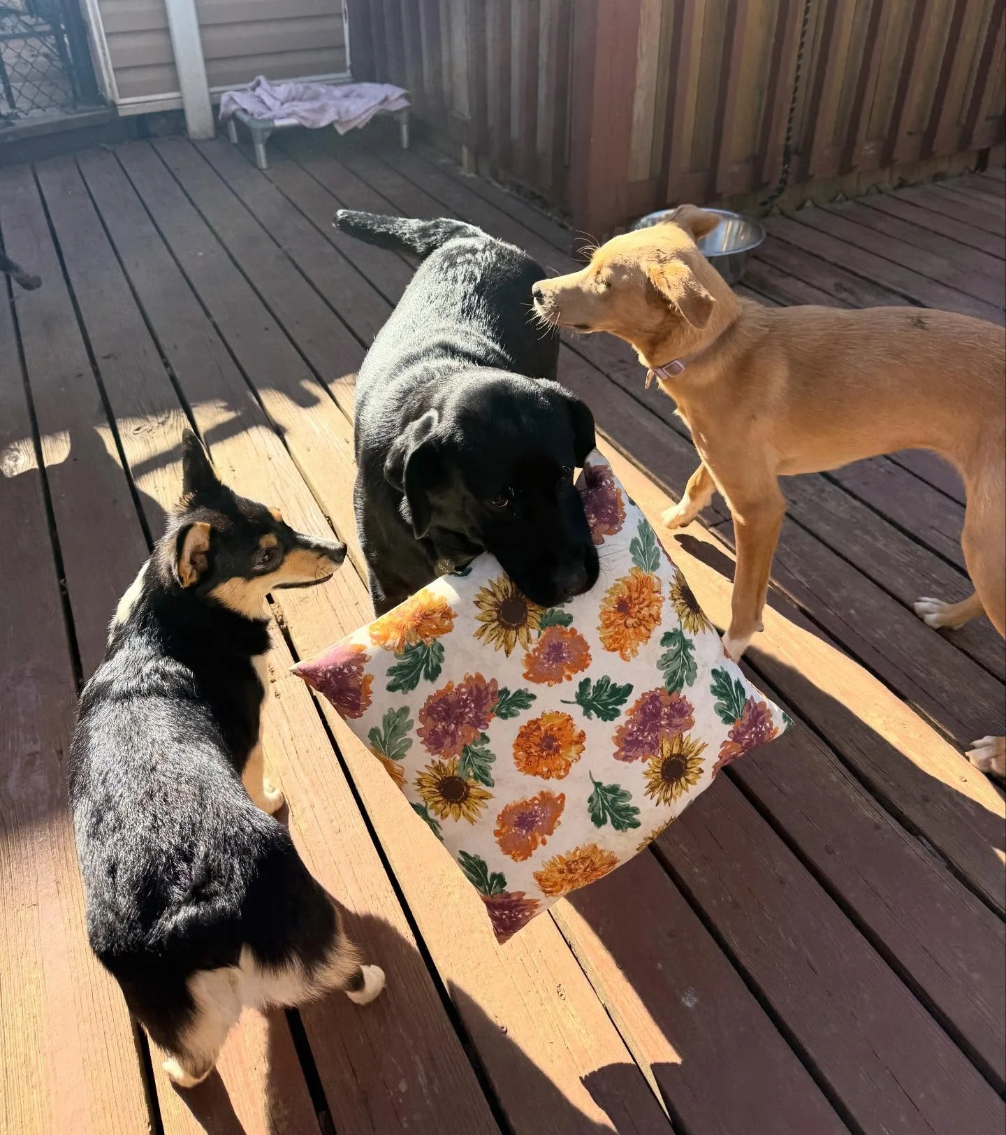 What a good place to be a dog 😎😎😎

Great weather - over 55 degrees today, lots of fun and energy being exhausted here - the dogs are so funny today 🤣

PS - yes new customers I require a card on file even just for a bath &hellip; and if u don&rsqu