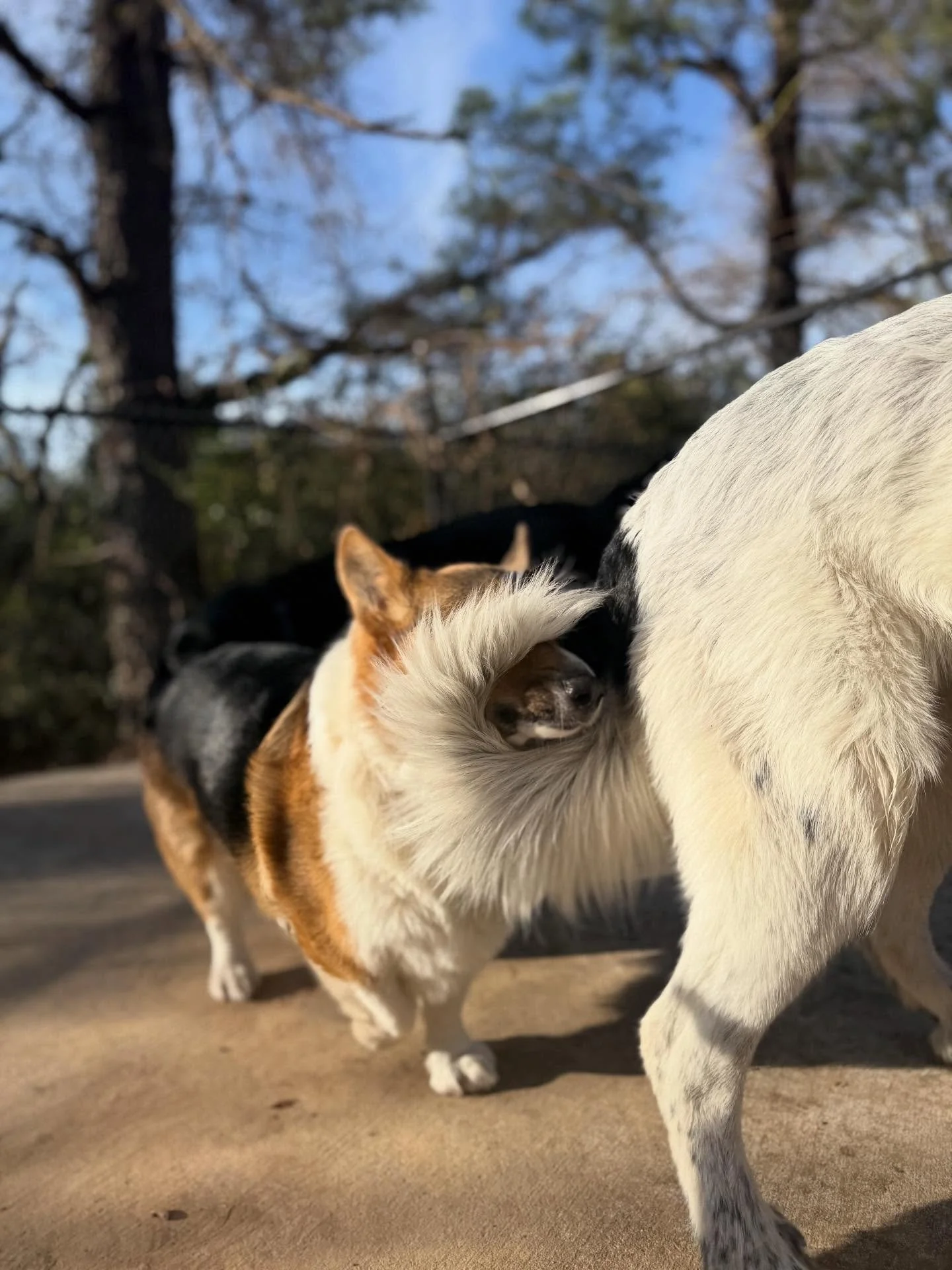 Such a funny pic of Jagger and Ms. Layla&rsquo;s tail 🤣 I just want Jagger &amp; Bailey to be best friends - trying my best! 

Dogs seem to finally be tiring themselves out - in and out all day but mostly out with this sunny 🌞 weather!

Dogs love u