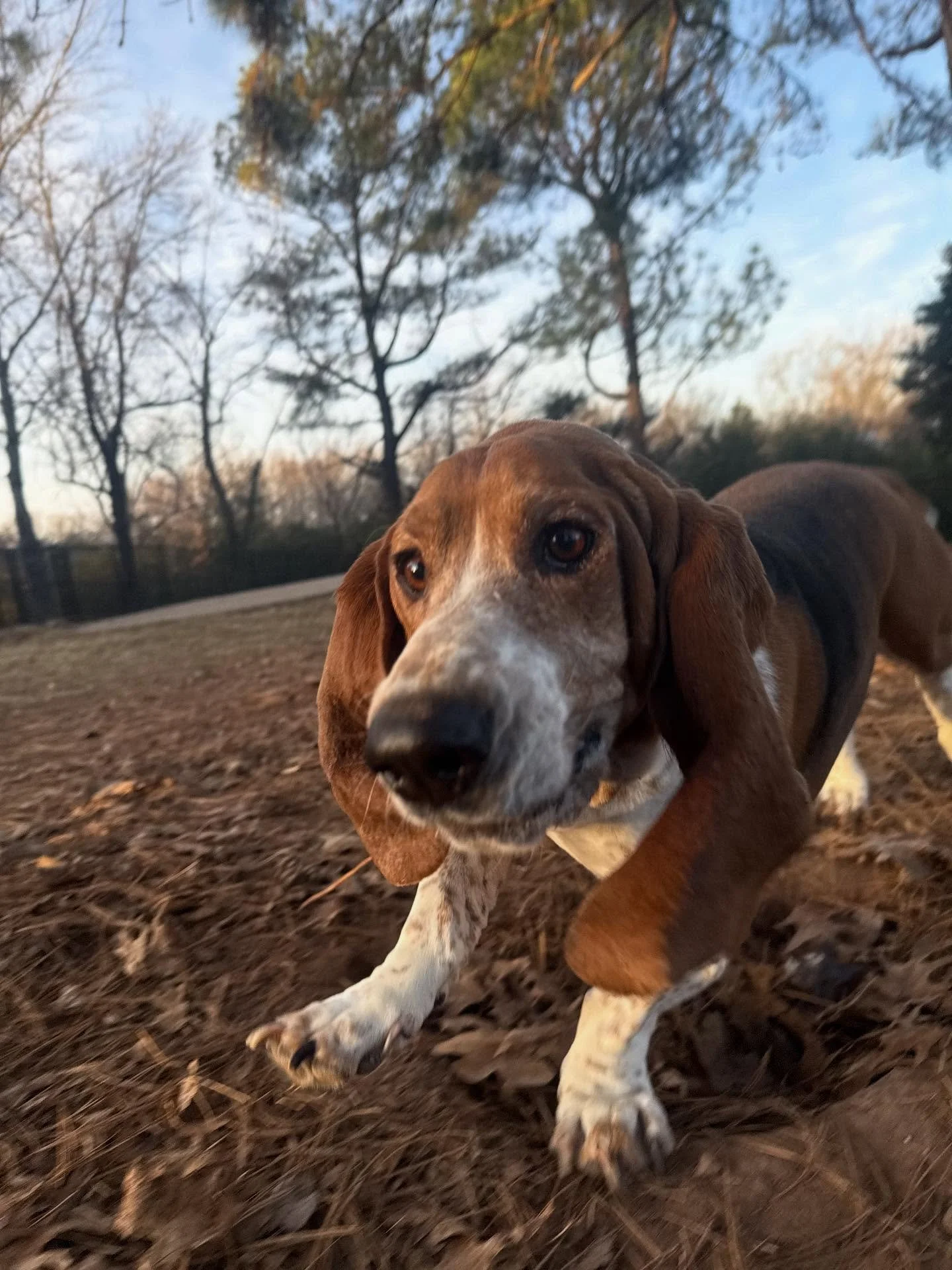 Walter!!!!! He&rsquo;s the biggest Bassett Hound we see and the Loudest too 🤣 He loves when his dad adds daycare for $10 more to his bath so he can come back to the yards and play with friends 😎
