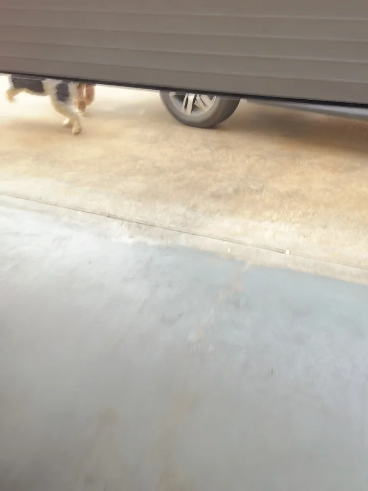 Molly &amp; Murphy!!!!

They love getting picked up and delivered to Rovers Oaks (prob not as much as their mom tho 😉) &hellip; they get to stay a few days at their Favorite Hotel!!! Murphy drove us back actually haha

Cyby will be wrapped in Rover 