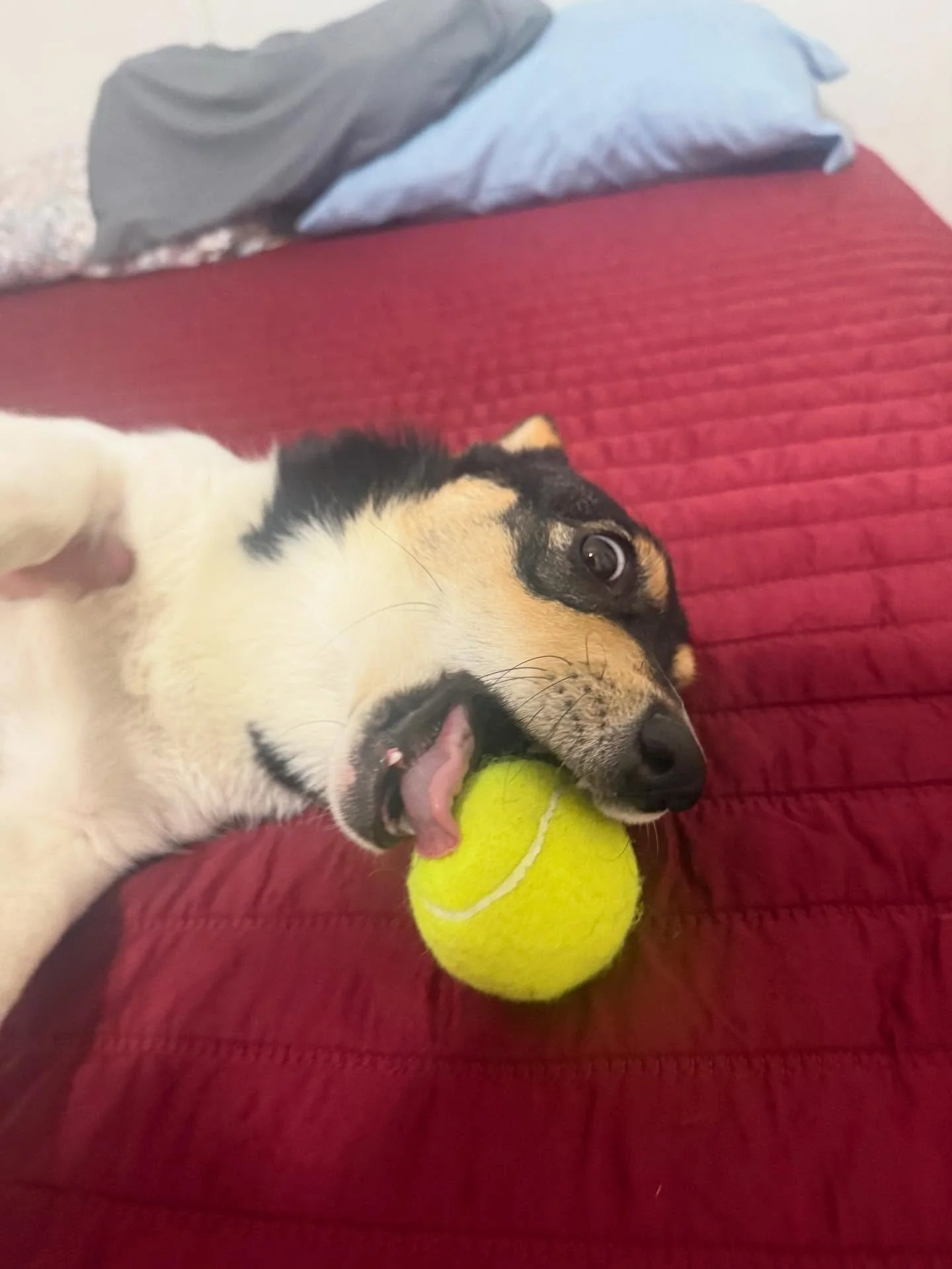 Bailey!!! I just got back here from Dinner and gave her a new tennis ball&hellip; now we are best friends and she&rsquo;s ready to play again 😂

She loves to run and jump to try to open doors and is very nifty and is So Cute! I love her so much and 