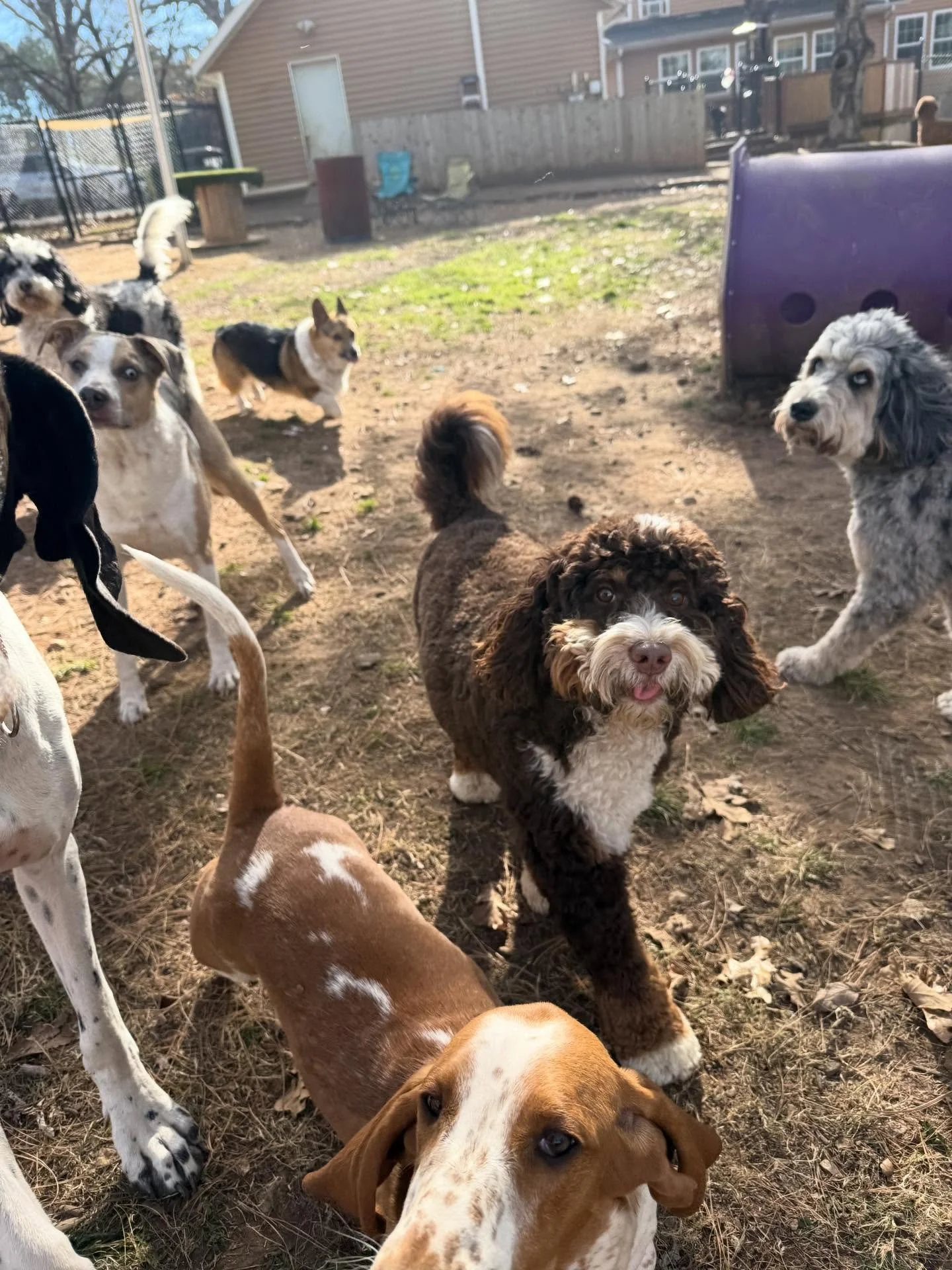 Huck!!! He&rsquo;s so cute and loves to have a good time until he loses his ball 🙃

Summer weather today for the dogs - outside all day long 🤣😂🤣