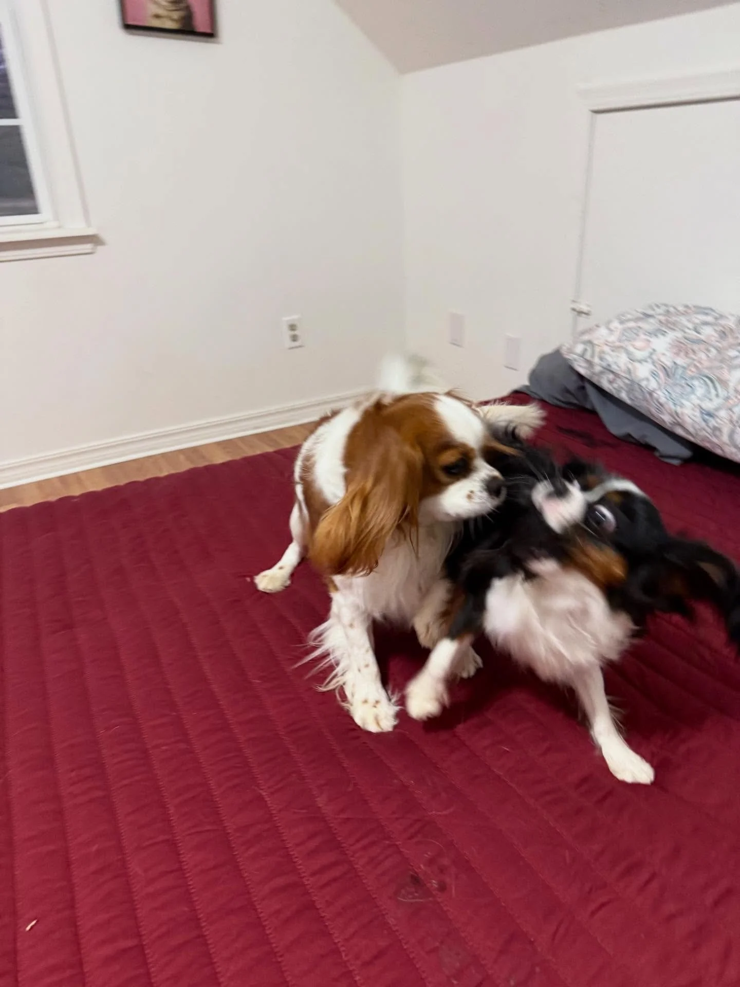 Ruby &amp; Cherry - a tale as old as time 😂

They always get the zoomies when they get to their room and then I have to change pillows after Ruby makes them his own 🙃