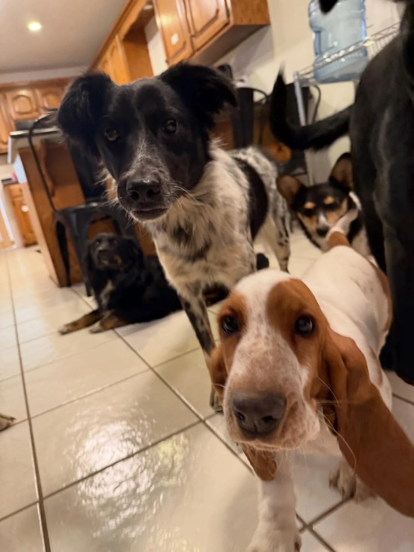 The dogs had lots of fun today and had many different visitors -> Maddie&rsquo;s dad came for her graduation and wanted to come check the place out - the dogs loved him! He has Django Unchained (bulldog) who actually has been here before jumping a