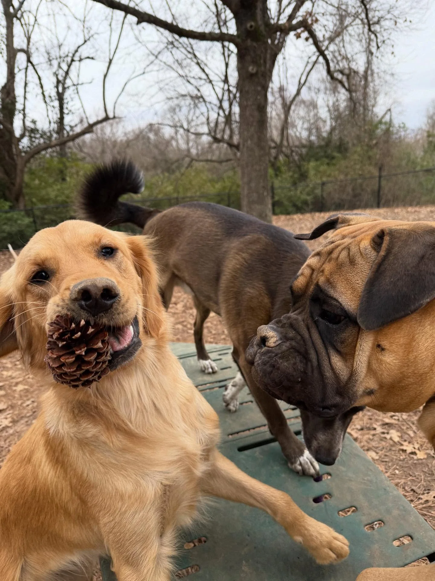 It&rsquo;s crazy that an IPhone can take such top tier pics - I need to order frames with these dogs!!!

Coco would rather plan Soccer than Tennis / I&rsquo;m trying to convince her mom of that but she wants her to be a tennis pro.

I make Chili Dog 