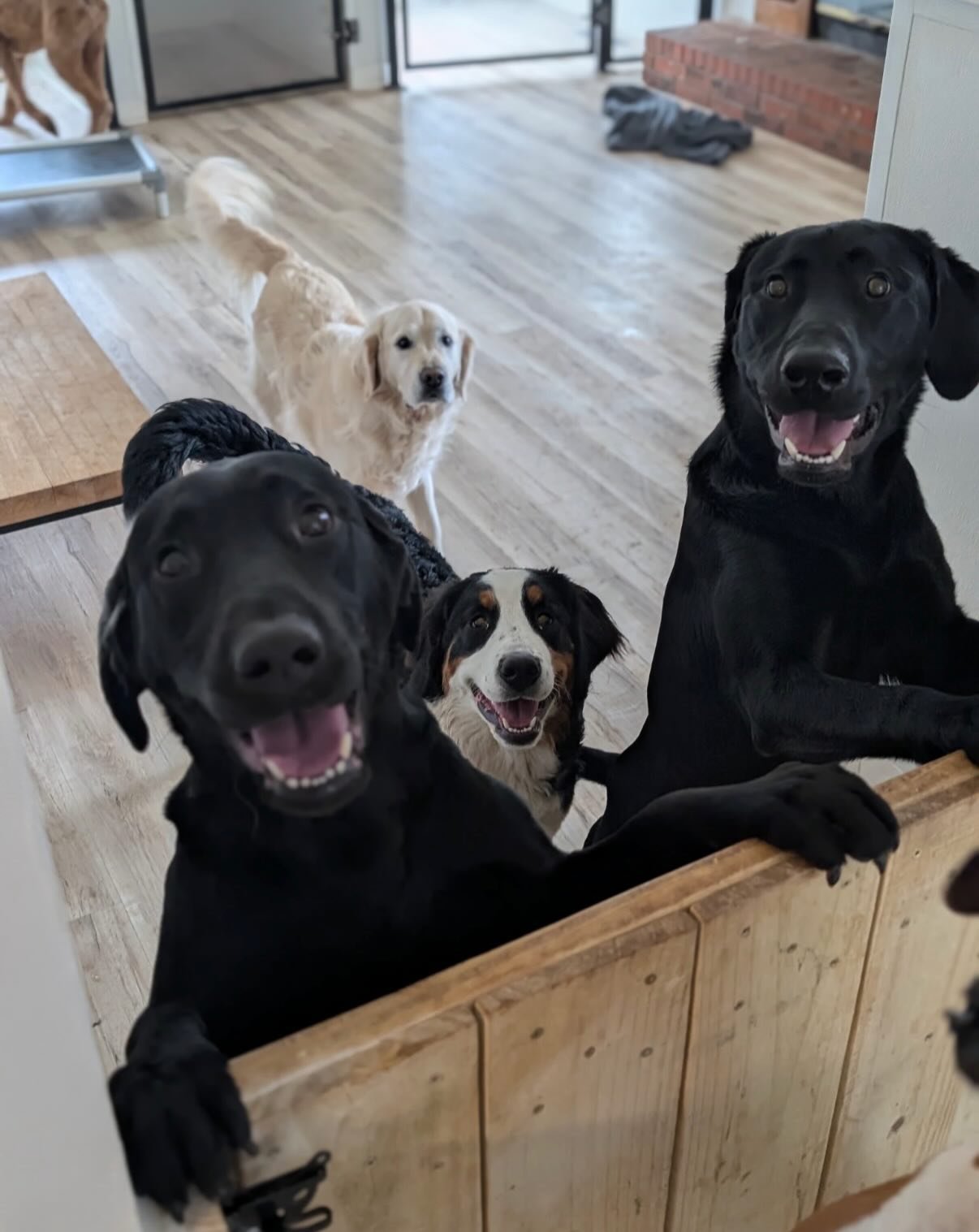 It won&rsquo;t be long before I can&rsquo;t tell the difference between Juice World &amp; Bear - Juice is a tad smaller rn but he&rsquo;s about a full on Bear Doppleganger.

His best friend is Avon &hellip; I think these 2 dogs will be the ones that 