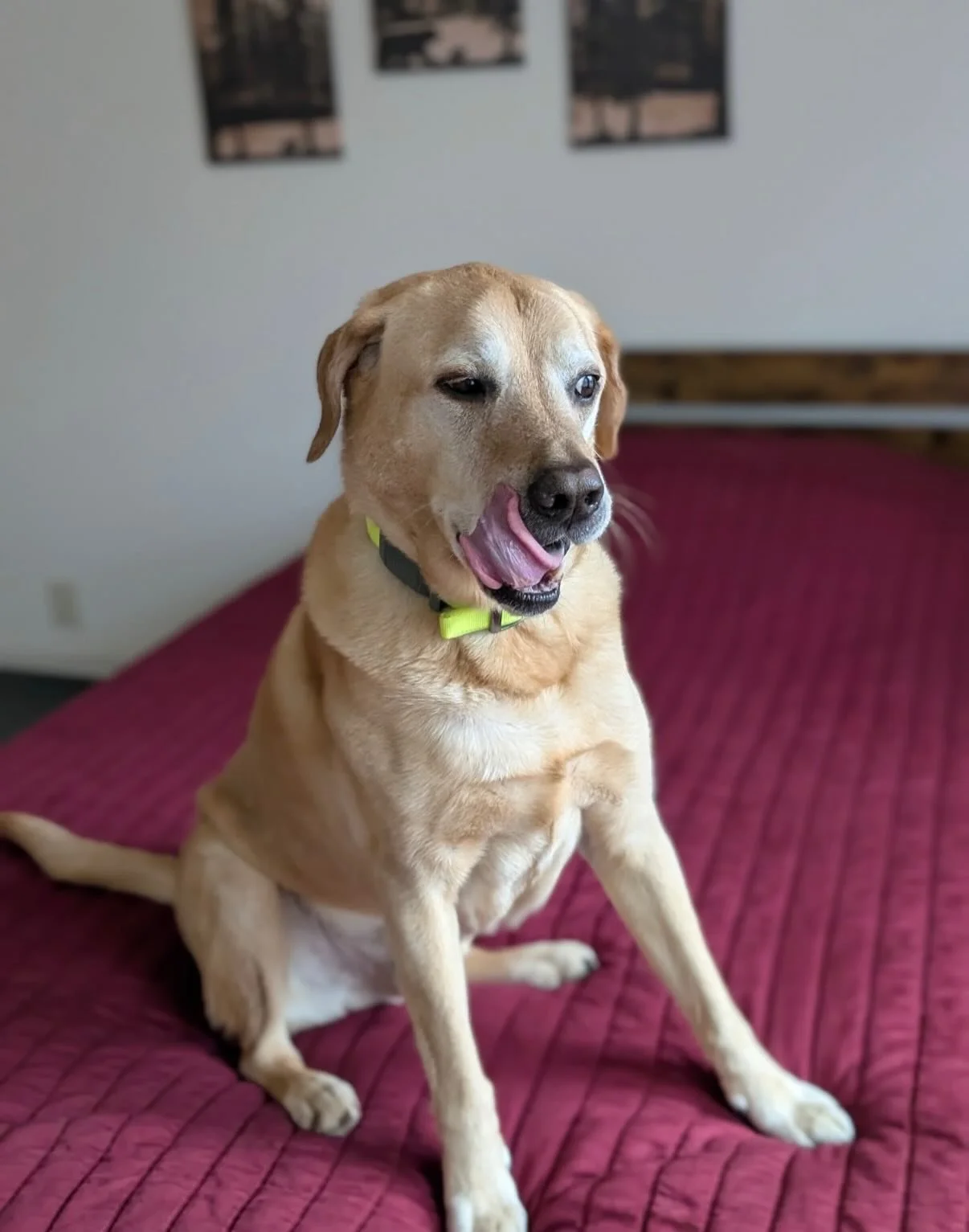 Abel!! Abel loves it here and we love having him - he is ready to watch the snow from his big, warm bed while watching his favorite show, Leave It To Beaver!

As you may have noticed we are taking off all of the trim in the house - making everything 