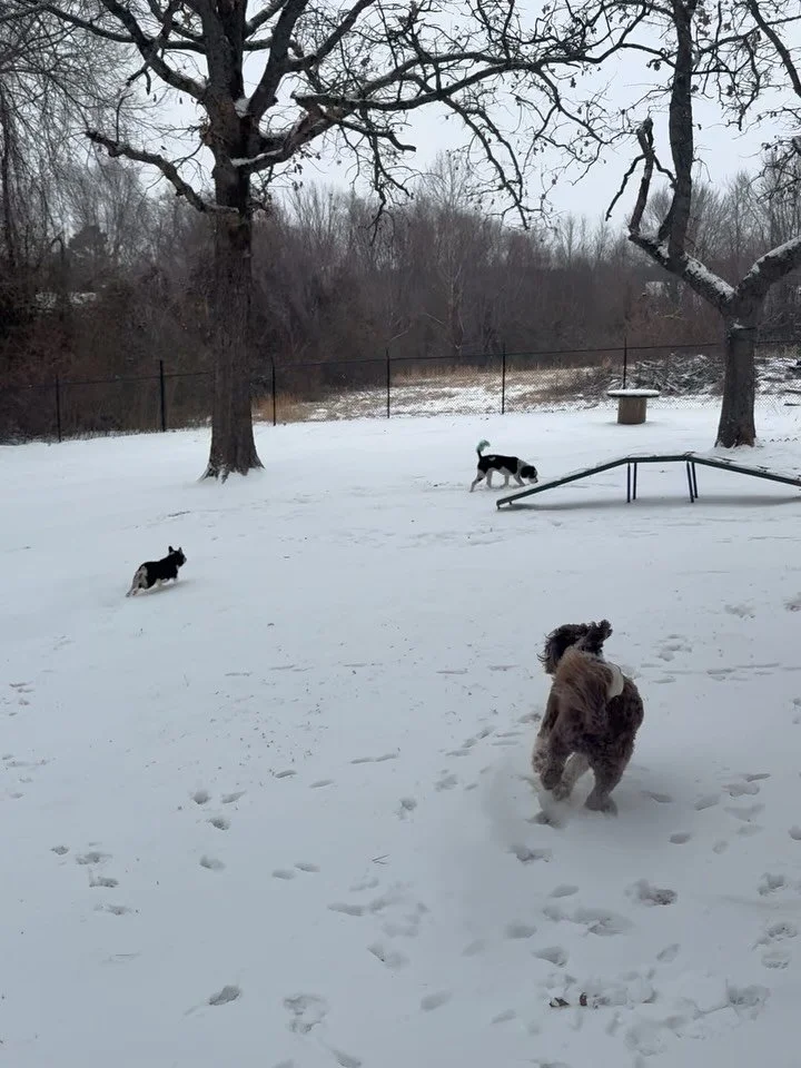 Mollie taught Bailey how to eat snow 🤣

Lots of good videos and pictures 😎 we go outside for a couple minutes to P^3 and then come inside and watch a movie 😛

DOGS LOVE SNOW!