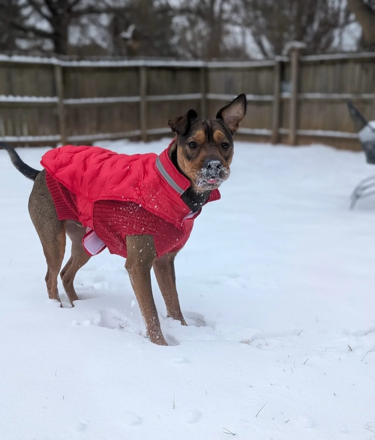 Georgie!!!! Raven always takes great photos of your dogs so here is a good one of her George today 😎 thanks George for sharing your mom with all the dogs here!

Ralphie is adorable 🤣 if I wanted a dog&rsquo;s autograph it would be his. I always tho