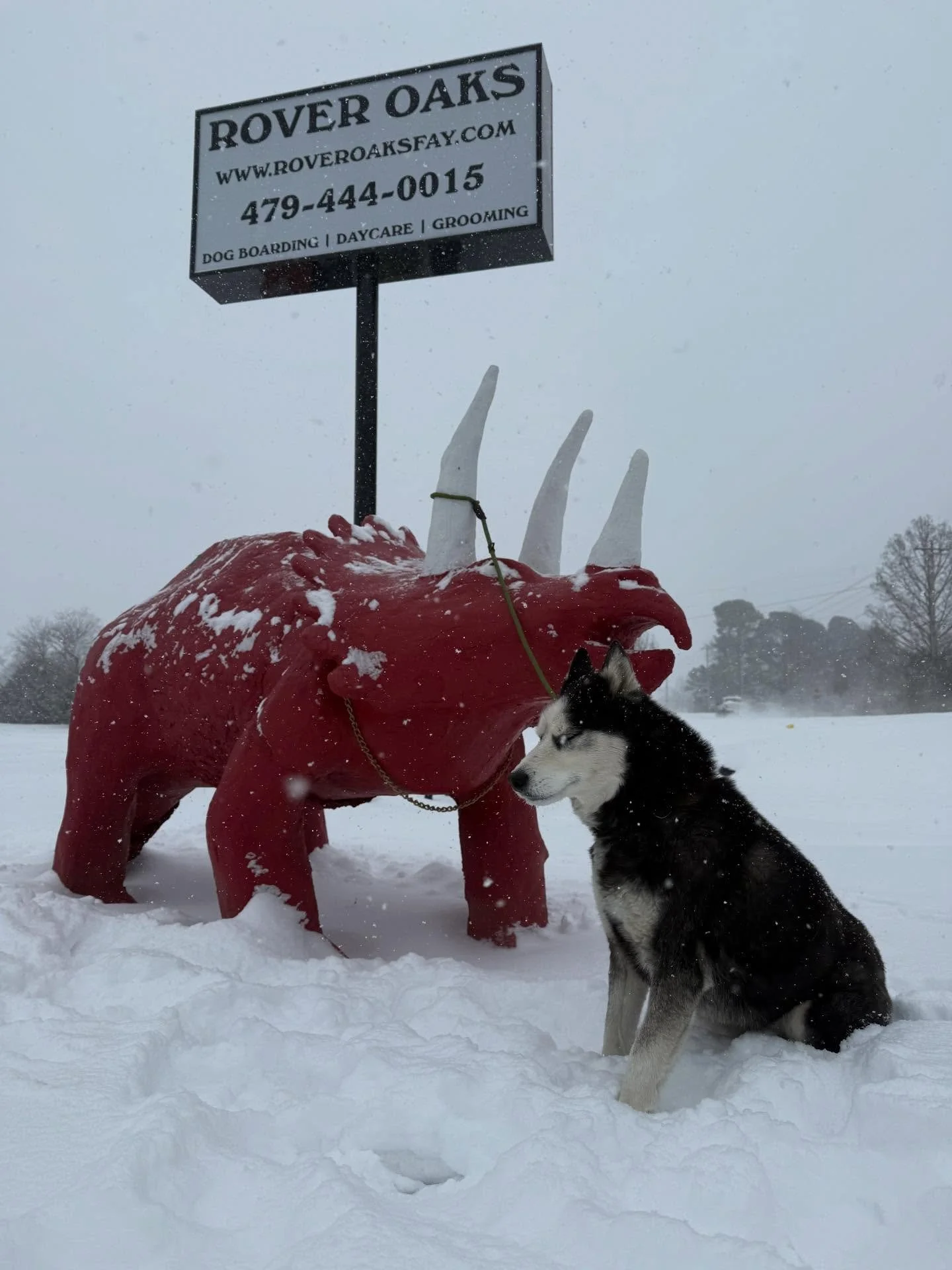 There&rsquo;s just something about a Husky in the Snow ❄️ 

King loved going for a snowy walk thru the soon to be &ldquo;Chute&rdquo;, checking Hwy 45 road conditions, and clearing off the dinosaur so all can see Mr. Big. Looks like about 7 inches he