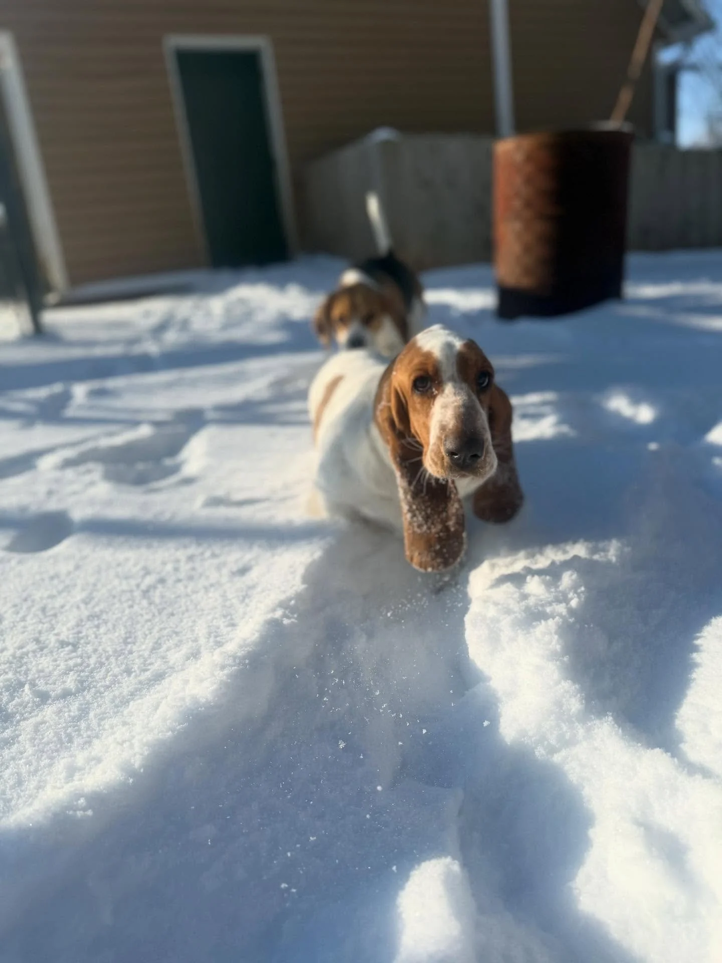 I get Ellie in the snow 😀

Bailey is so happy and I&rsquo;m gonna get some great pics later 😉 If your dog is driving you crazy and wants to come play just let me know 😉