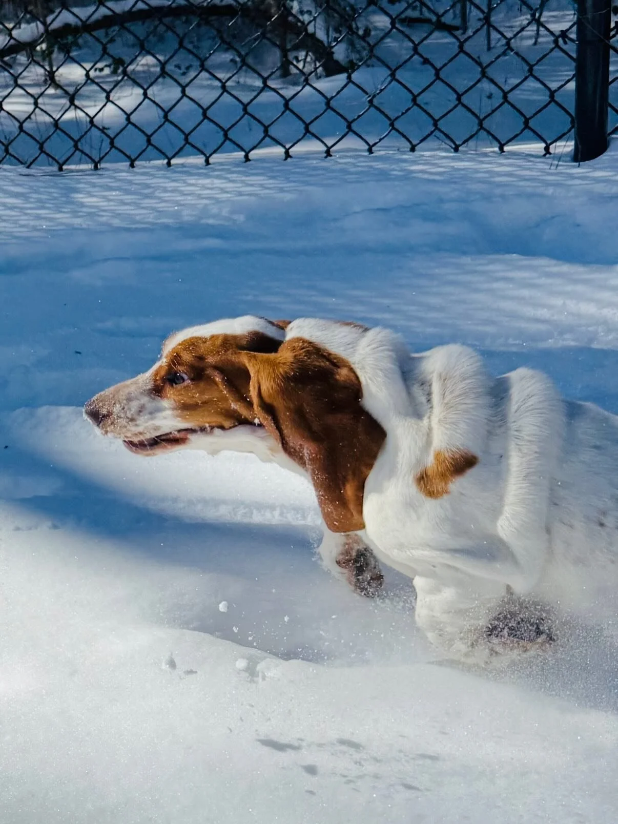 I didn&rsquo;t know which pic to use first as they are all so good 🤣🤣🤣

I don&rsquo;t see many other dog hotels with quality pics like us 😉 #DocumentingYourDogsStay

I WISH I WAS ELLIE DOG!